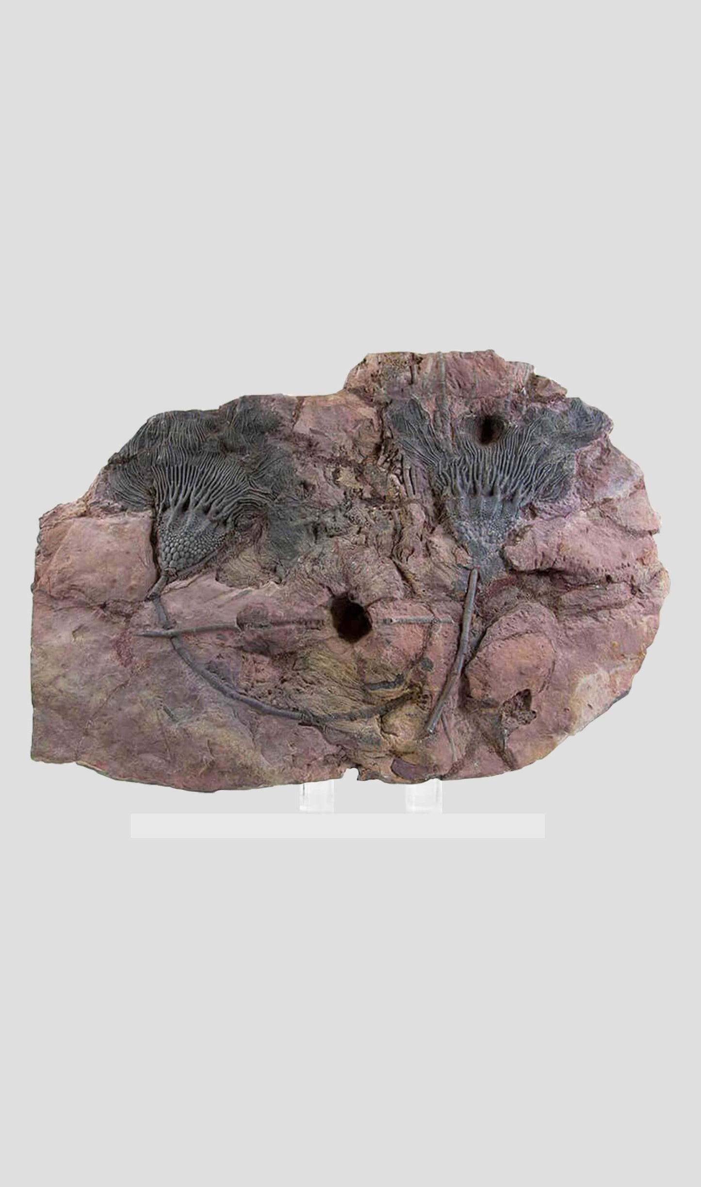 زنبق البحر الصحراوي Scyphocrinites Elegans Crinoid في حامل أكريليك 488 مم