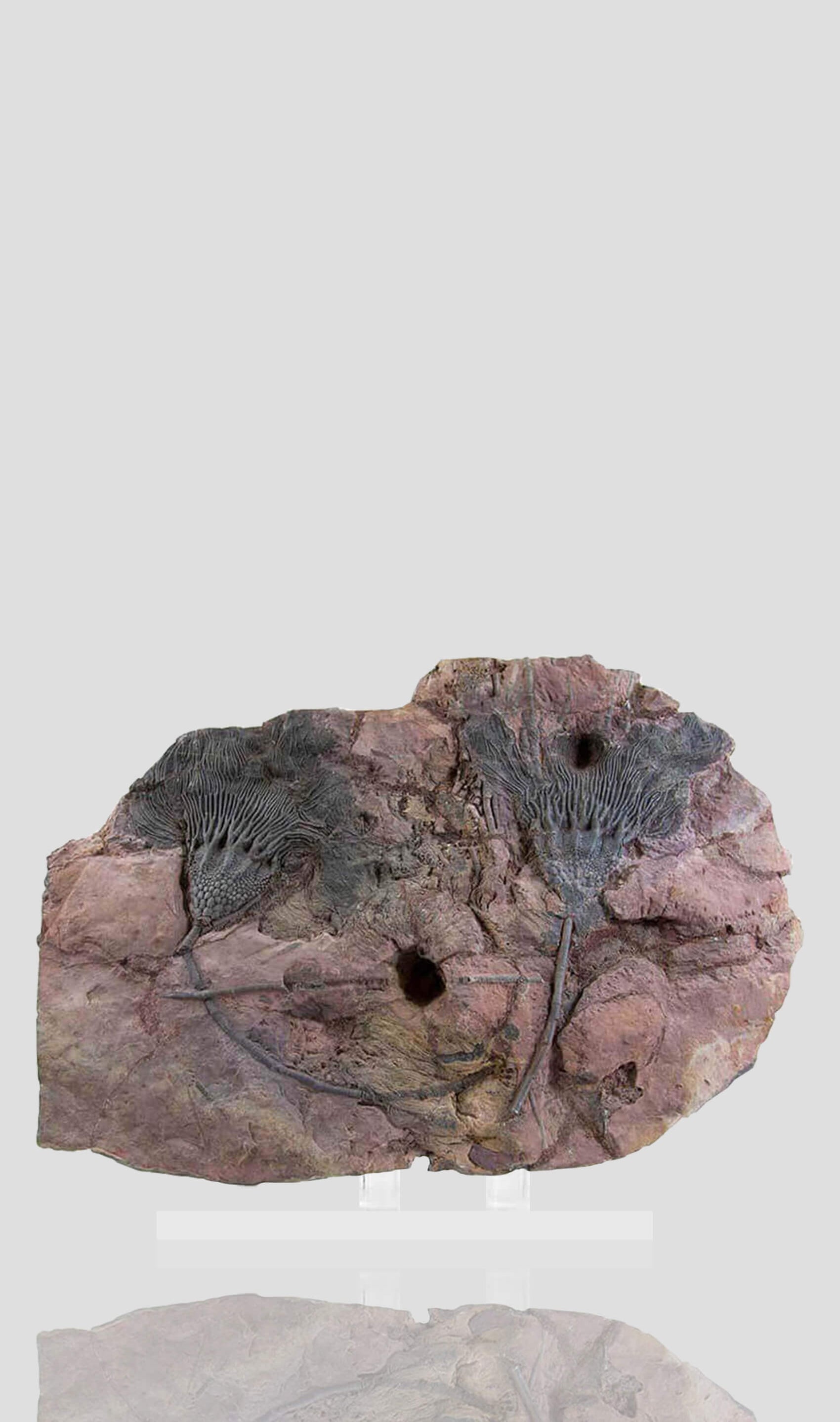 زنبق البحر الصحراوي Scyphocrinites Elegans Crinoid في حامل أكريليك 488 مم
