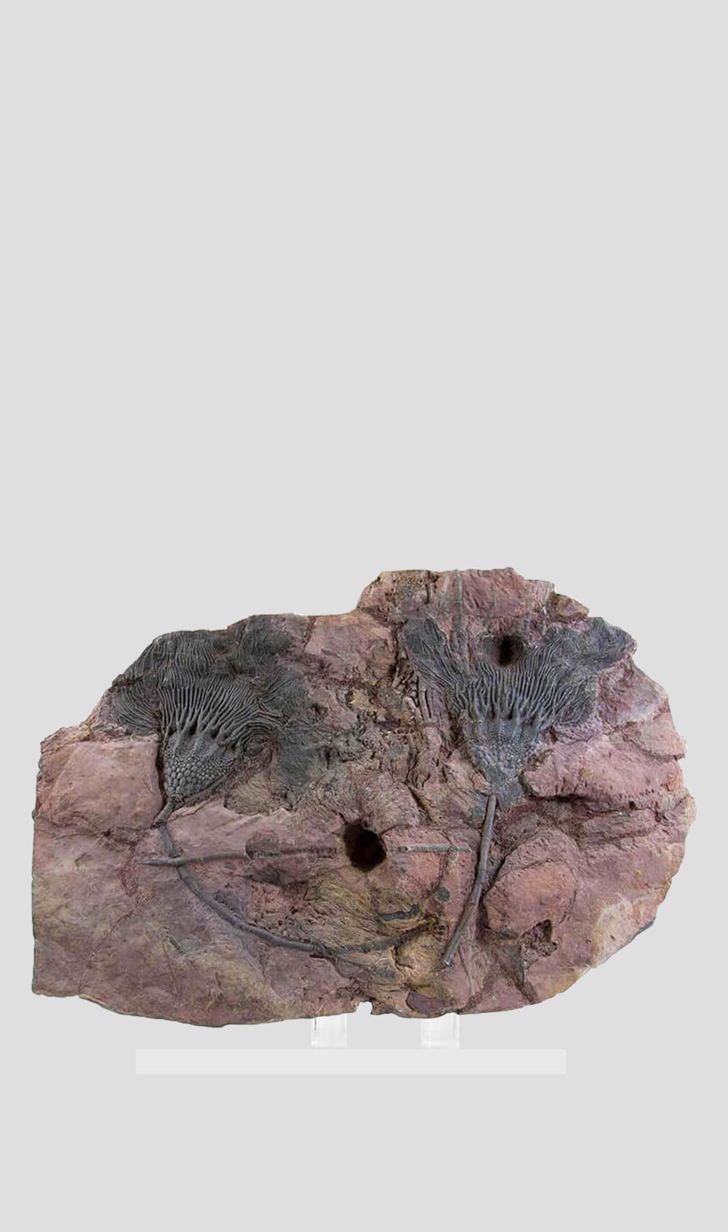 زنبق البحر الصحراوي Scyphocrinites Elegans Crinoid في حامل أكريليك 488 مم