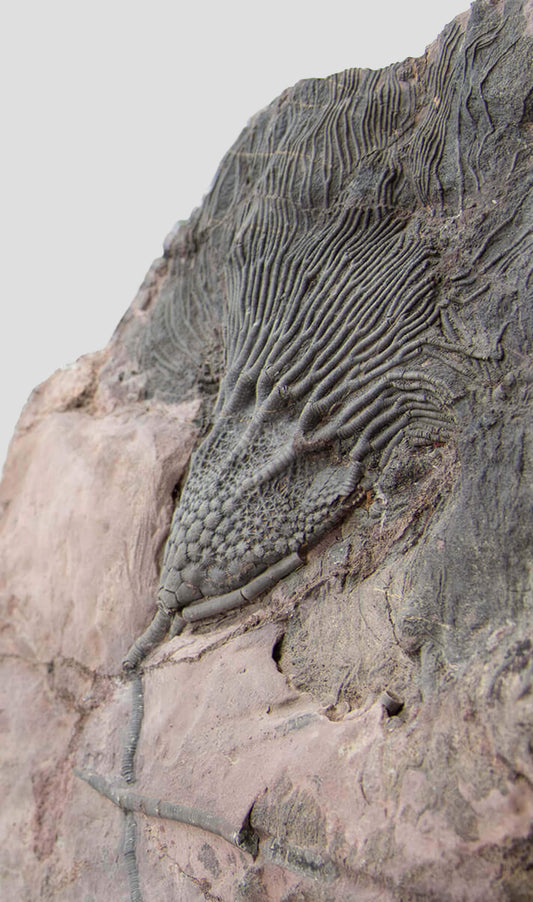 زنبق البحر الصحراوي Scyphocrinites Elegans Crinoid في حامل أكريليك 488 مم