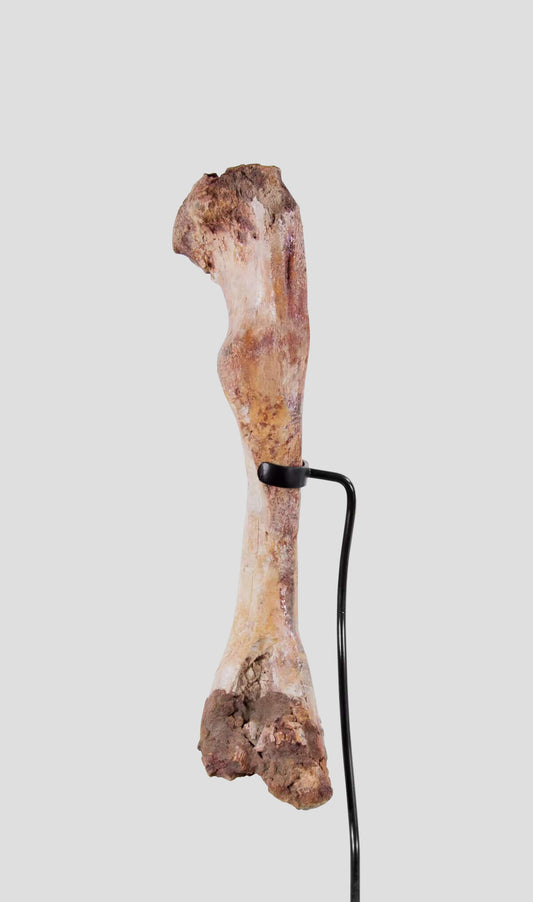 عظمة تمساح Elosuchus Cherifiensis في حامل برونزي 510 مم