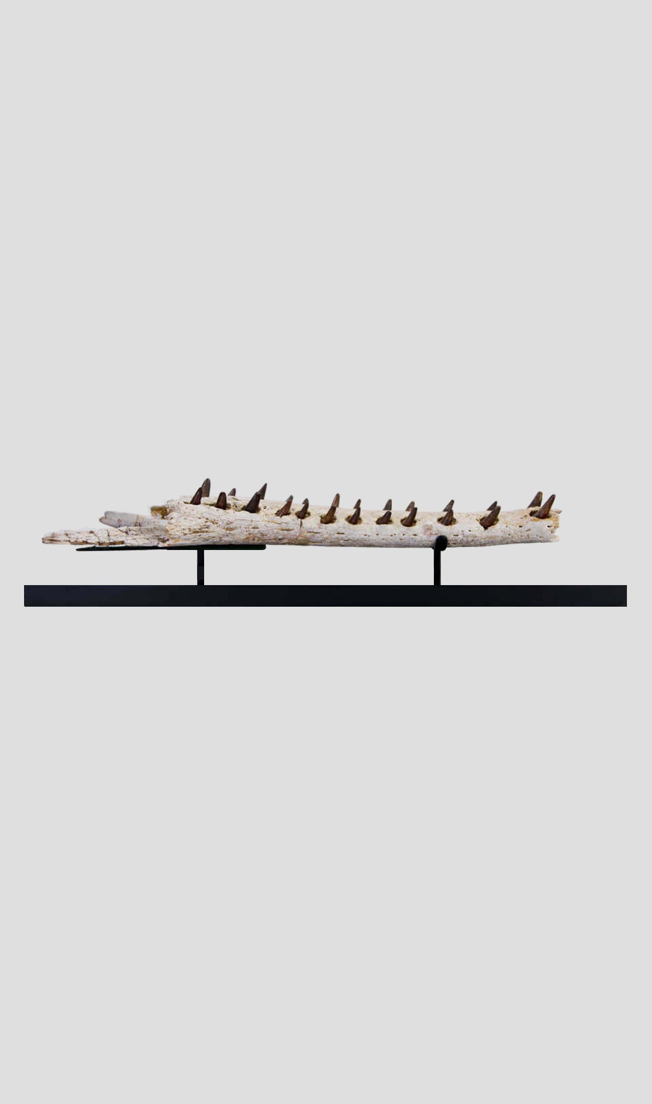 فك تمساح Elosuchus Cherifiensis في حامل فولاذي أسود بطول 2.2 قدم [نادر]
