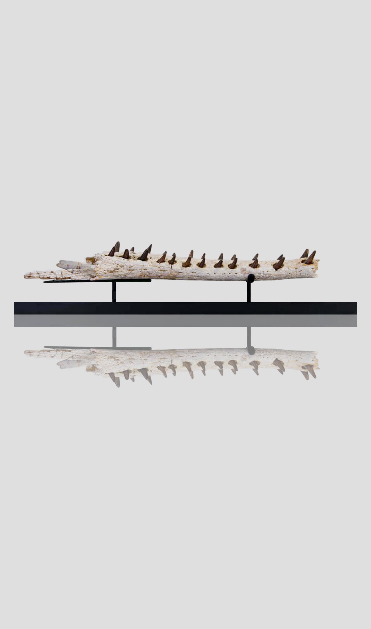 فك تمساح Elosuchus Cherifiensis في حامل فولاذي أسود بطول 2.2 قدم [نادر]