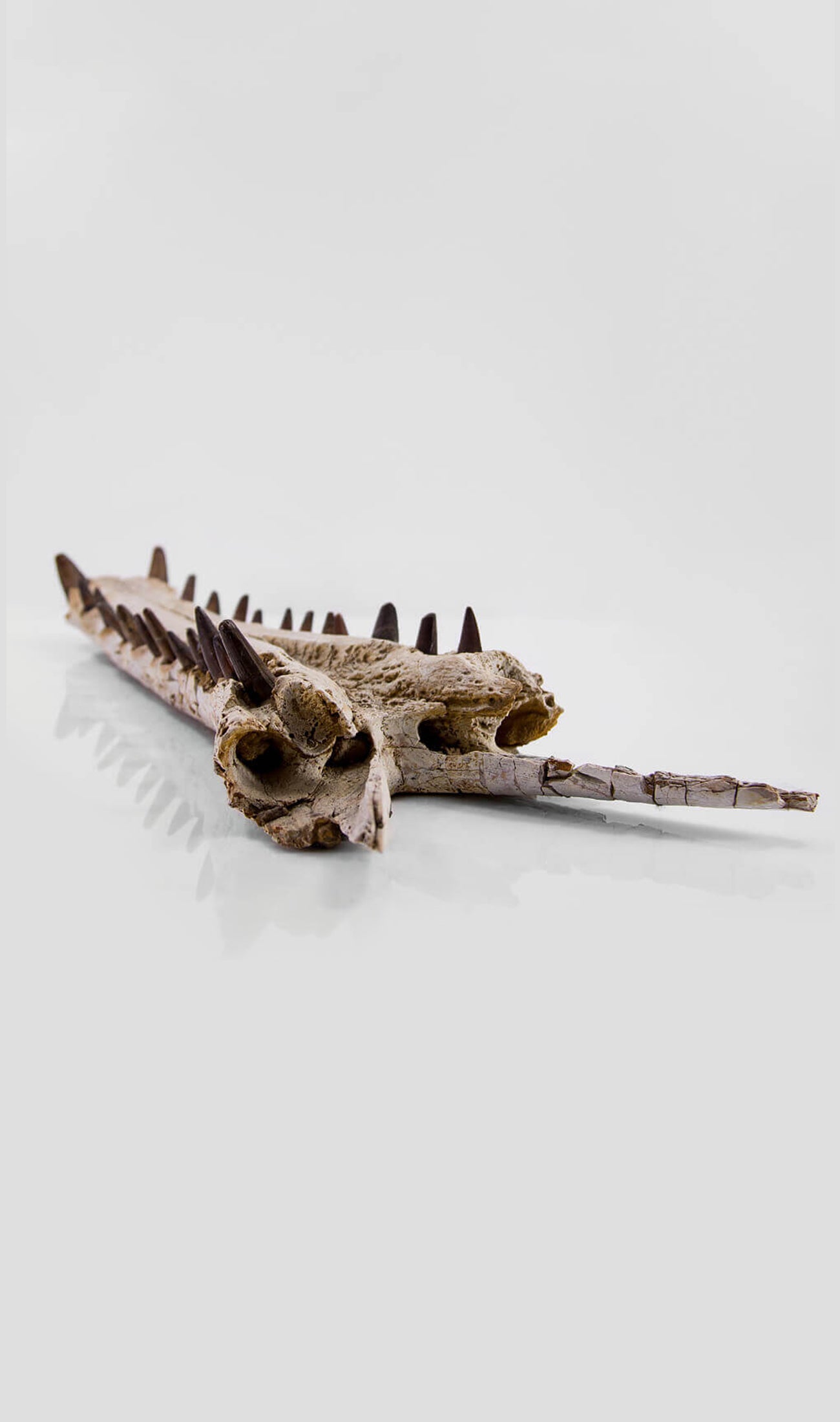 فك تمساح Elosuchus Cherifiensis في حامل فولاذي أسود بطول 2.2 قدم [نادر]