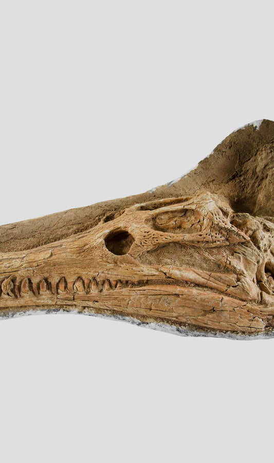 جمجمة وفقرات تمساح Eusuchica Dyrosaurus 1.4 مليون [نادرة للغاية]