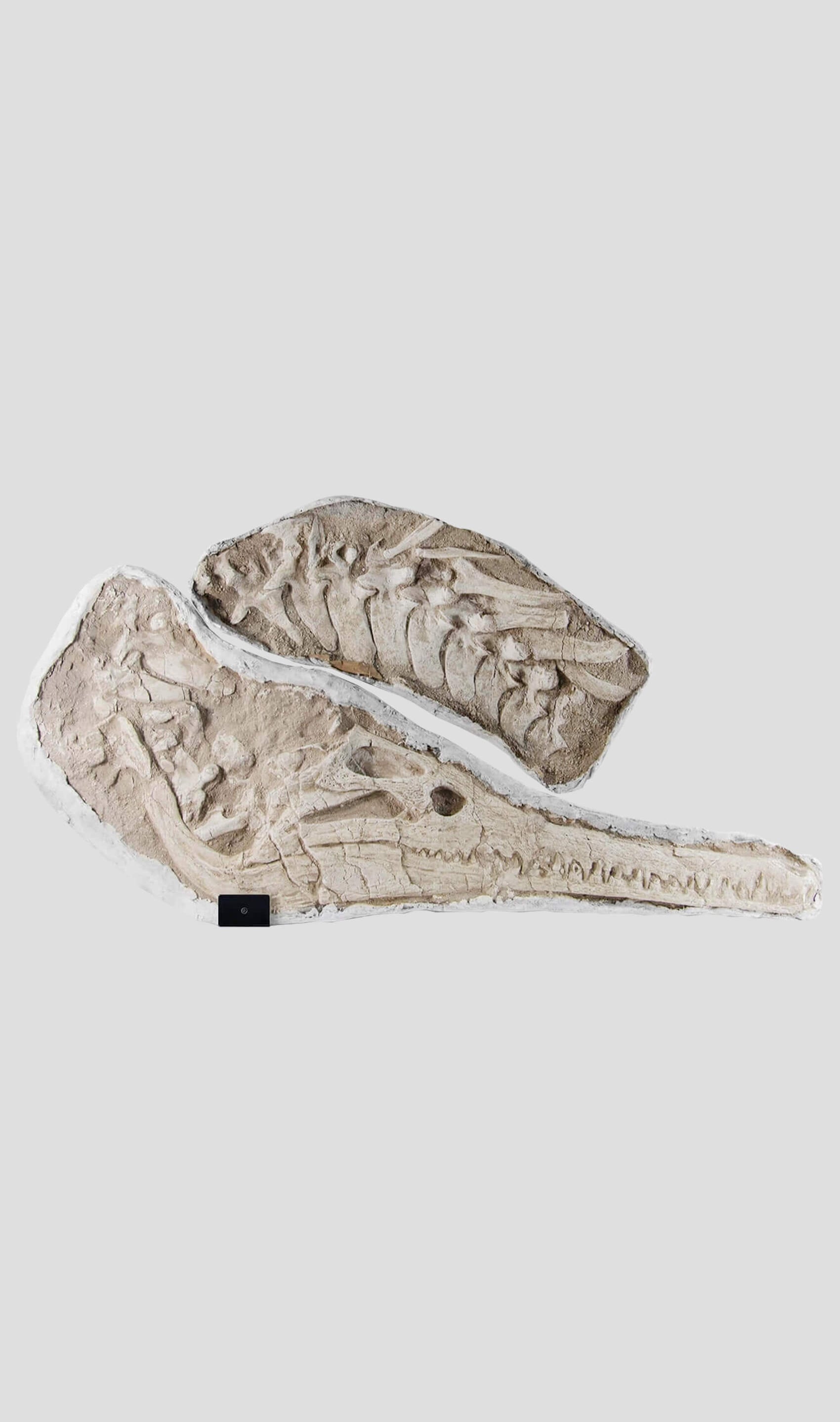 جمجمة وفقرات تمساح Eusuchica Dyrosaurus 1.4 مليون [نادرة للغاية]
