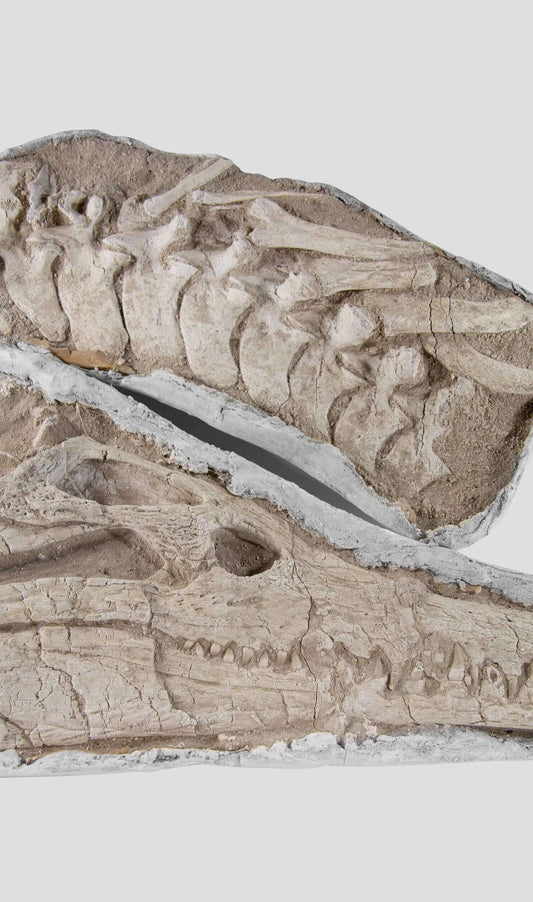 جمجمة وفقرات تمساح Eusuchica Dyrosaurus 1.4 مليون [نادرة للغاية]