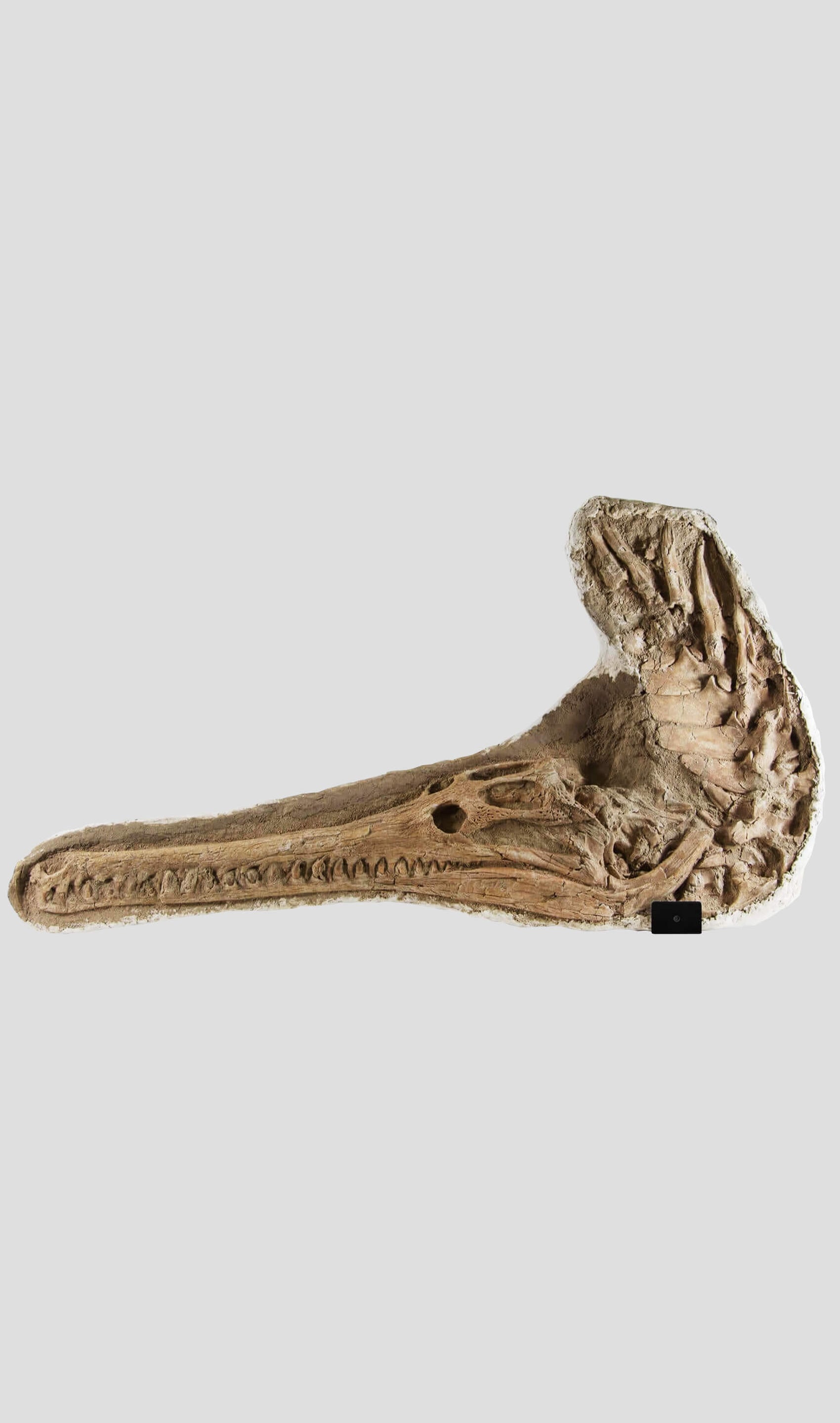 جمجمة وفقرات تمساح Eusuchica Dyrosaurus 1.4 مليون [نادرة للغاية]