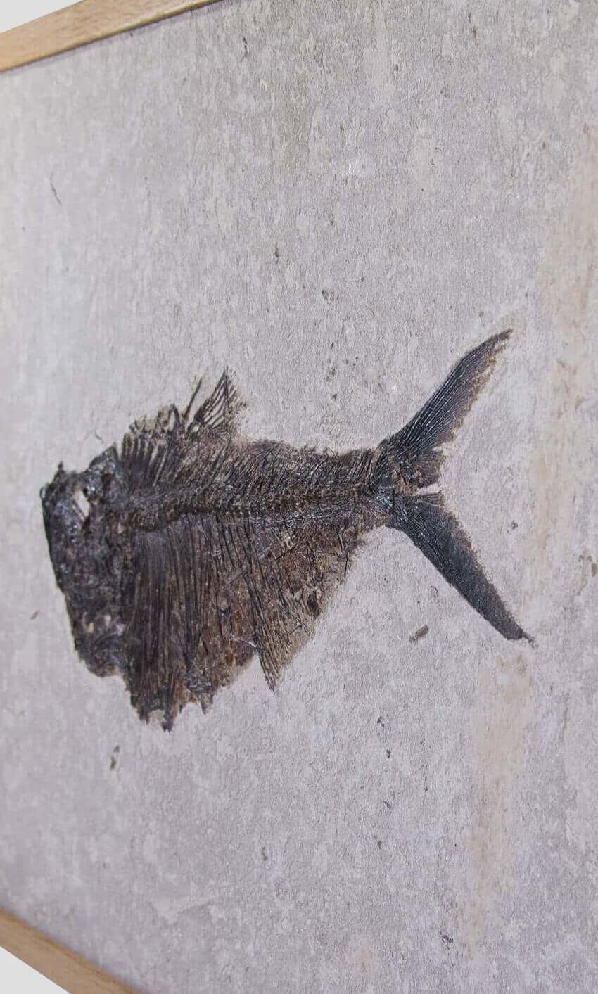 large fossil Diplomystus fish in a wood frame