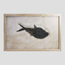 large fossil Diplomystus fish in a wood frame 1