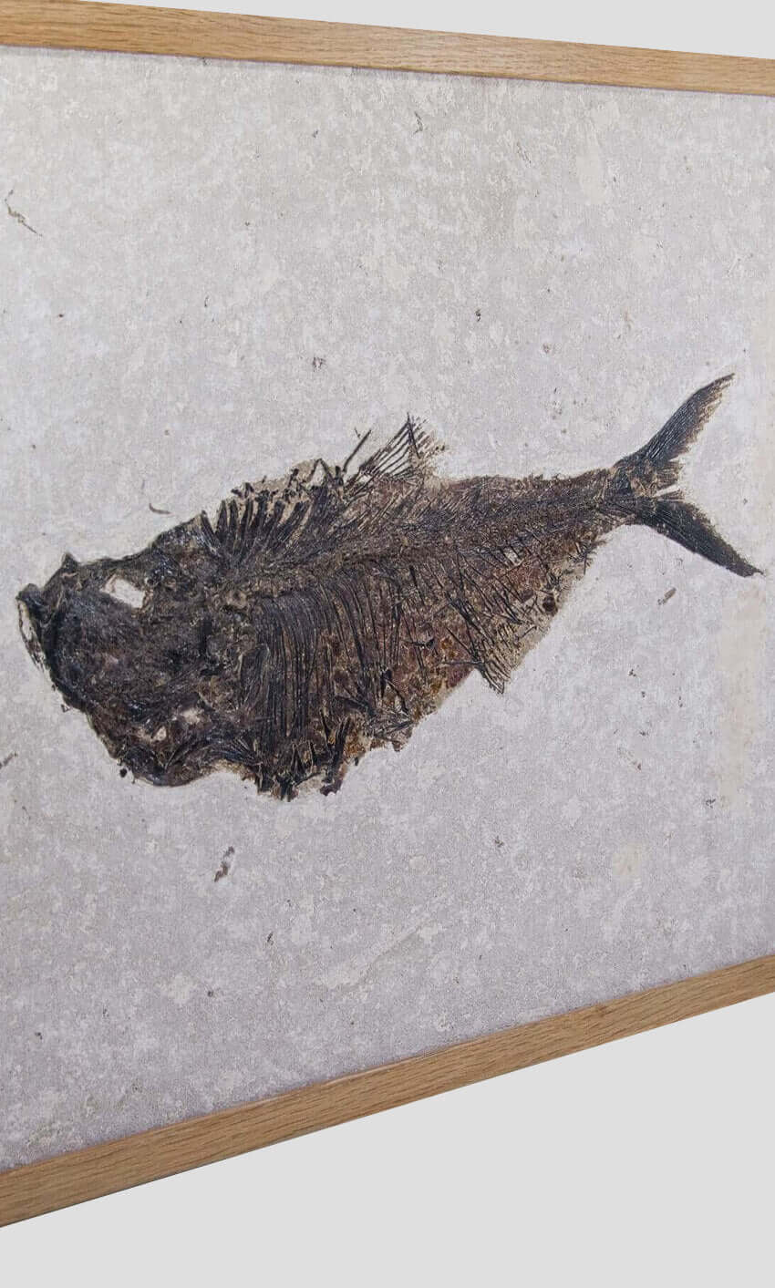 Framed Diplomystus Dentatus Fish 695mm