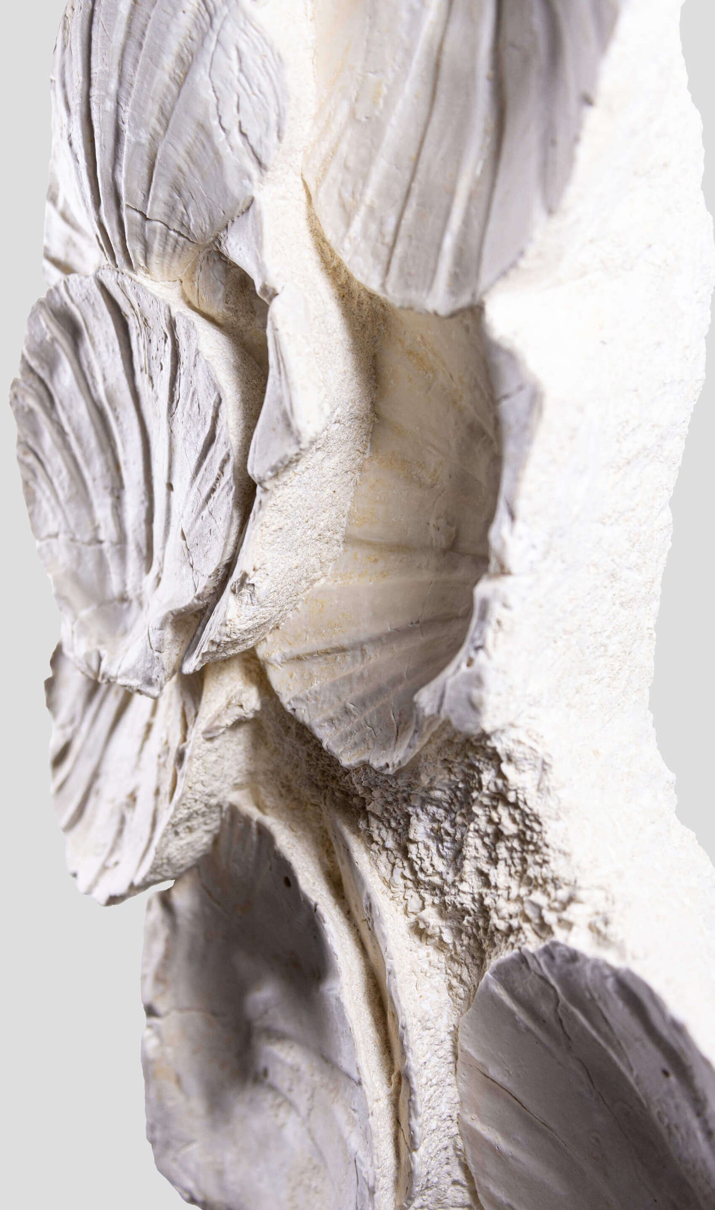 Lattissima Pecten Shell Slab جدار ميزة 700 مم [نادر]