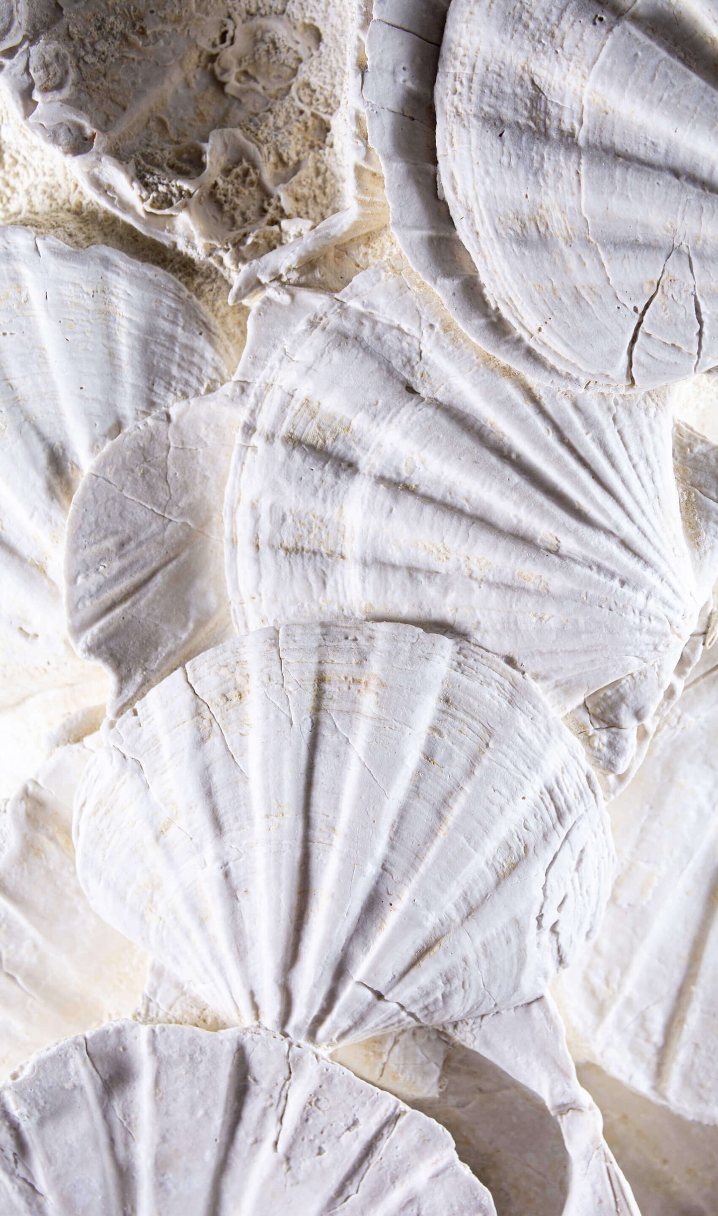Lattissima Pecten Shell Slab جدار ميزة 700 مم [نادر]