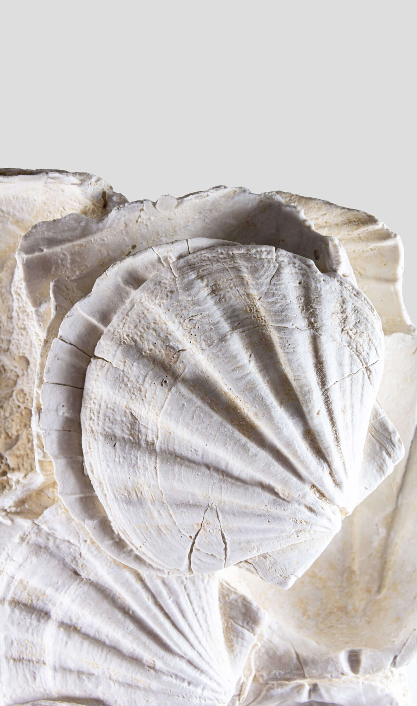 Lattissima Pecten Shell Slab جدار ميزة 700 مم [نادر]