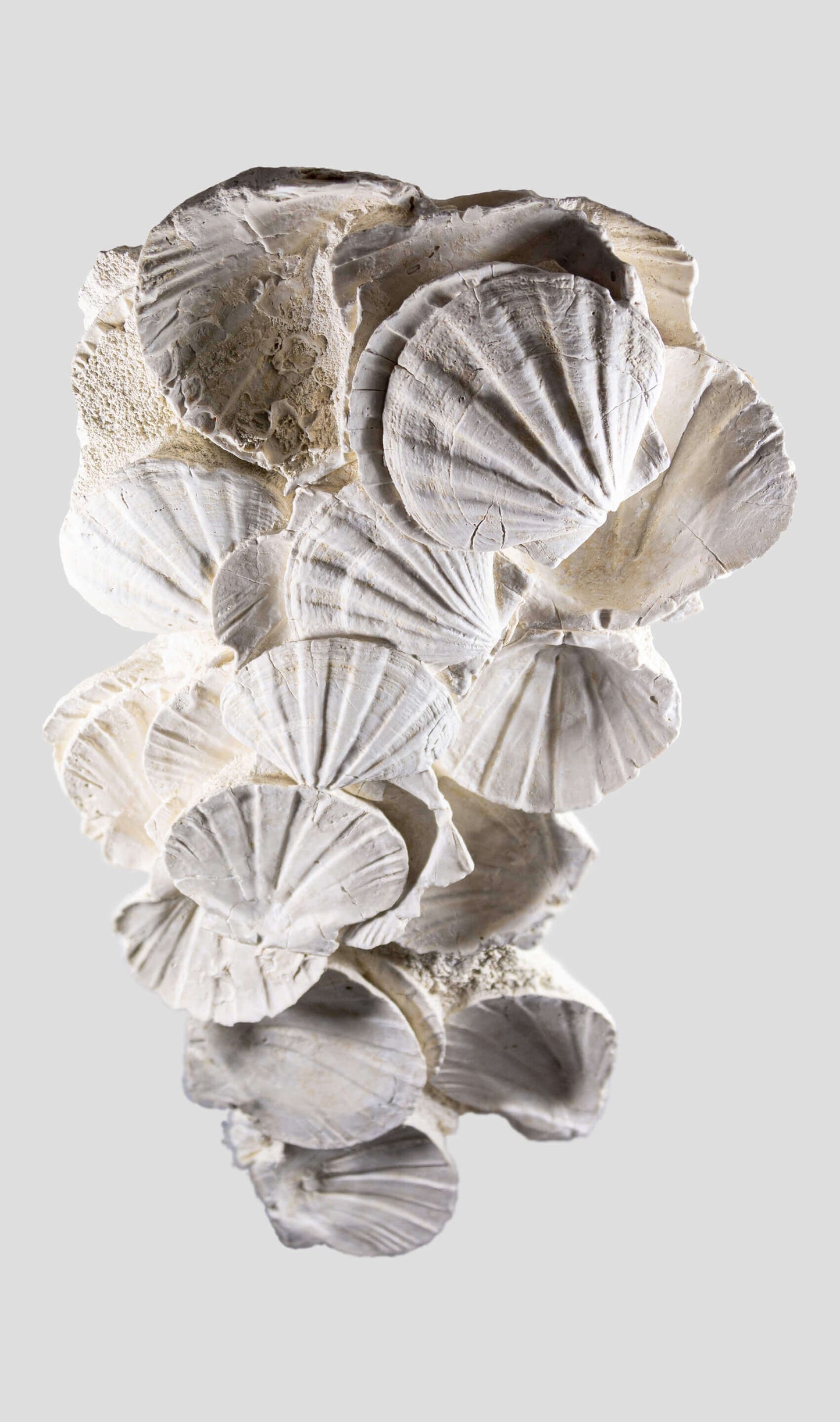 Lattissima Pecten Shell Slab جدار ميزة 700 مم [نادر]