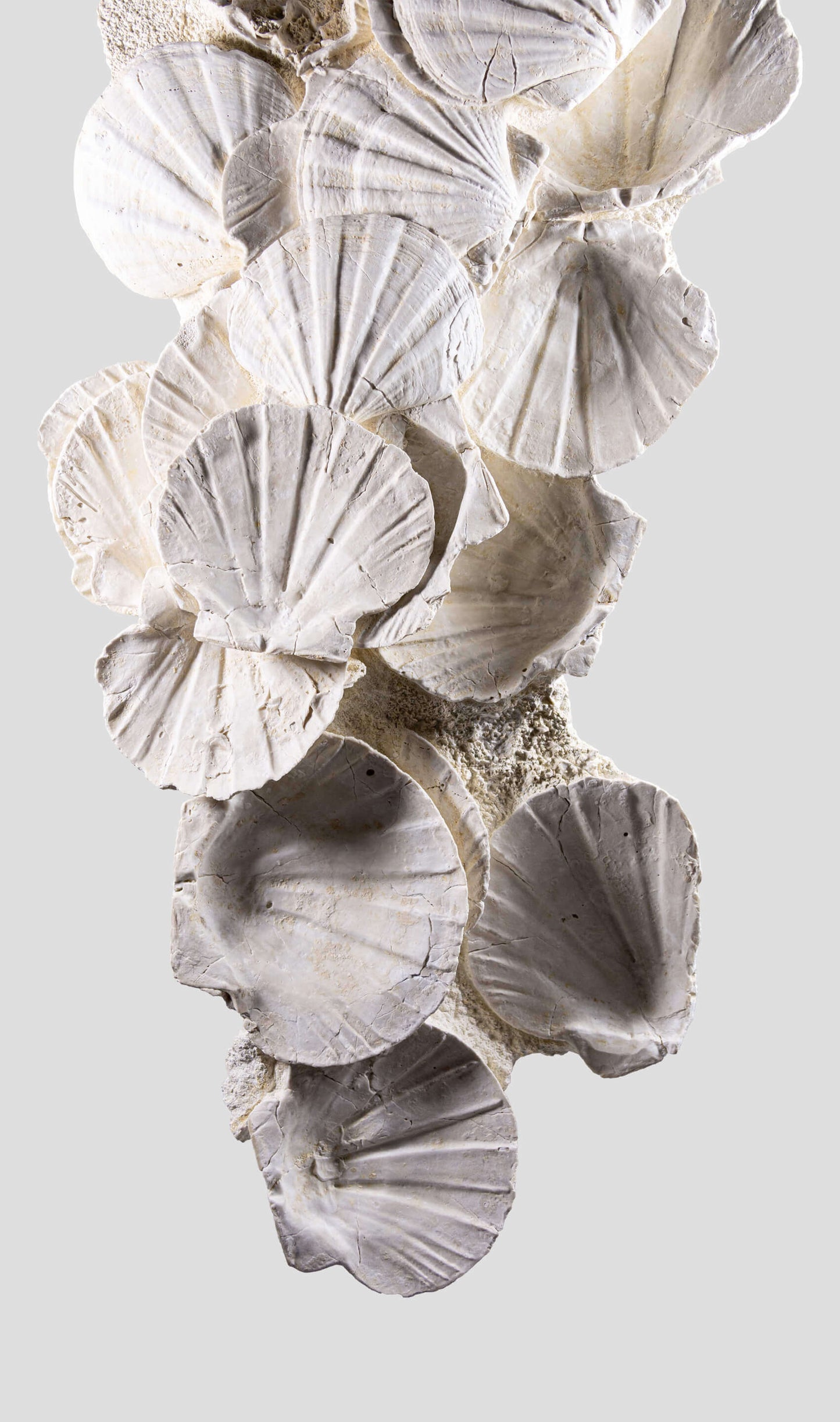 Lattissima Pecten Shell Slab جدار ميزة 700 مم [نادر]