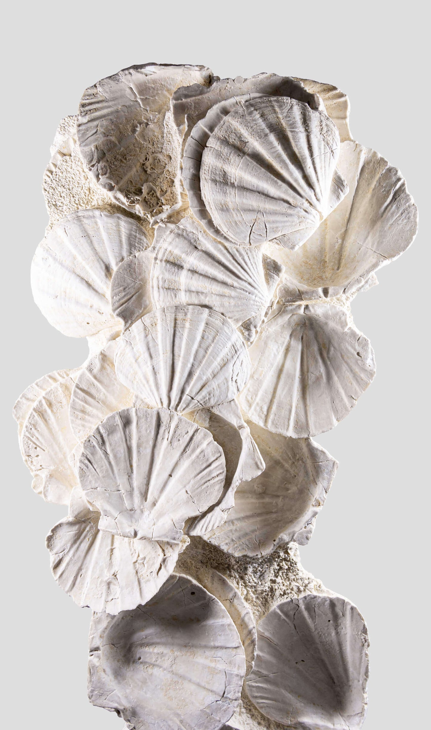 Lattissima Pecten Shell Slab جدار ميزة 700 مم [نادر]