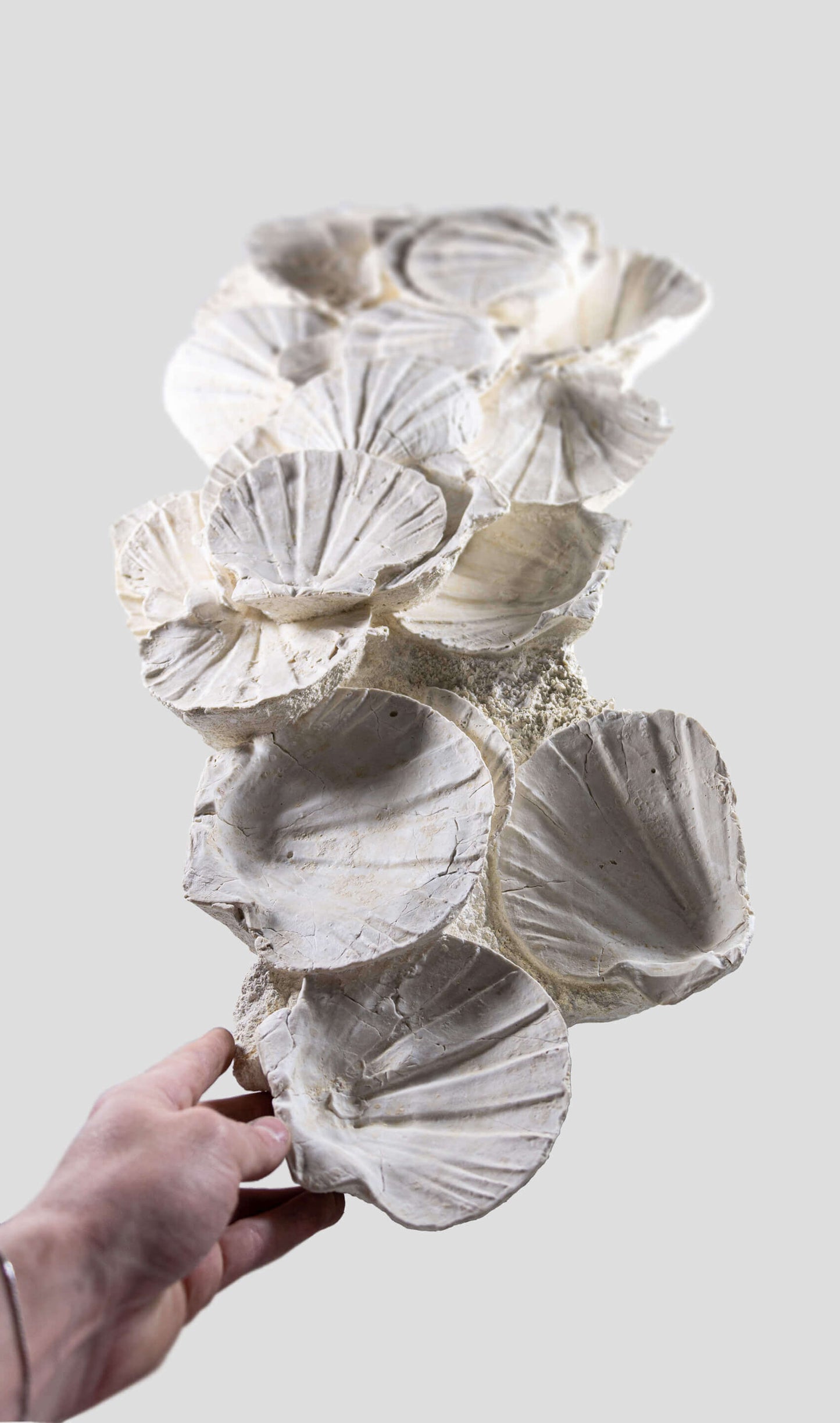 Lattissima Pecten Shell Slab جدار ميزة 700 مم [نادر]