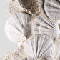 Lattissima Pecten Shell Slab جدار ميزة 700 مم [نادر]
