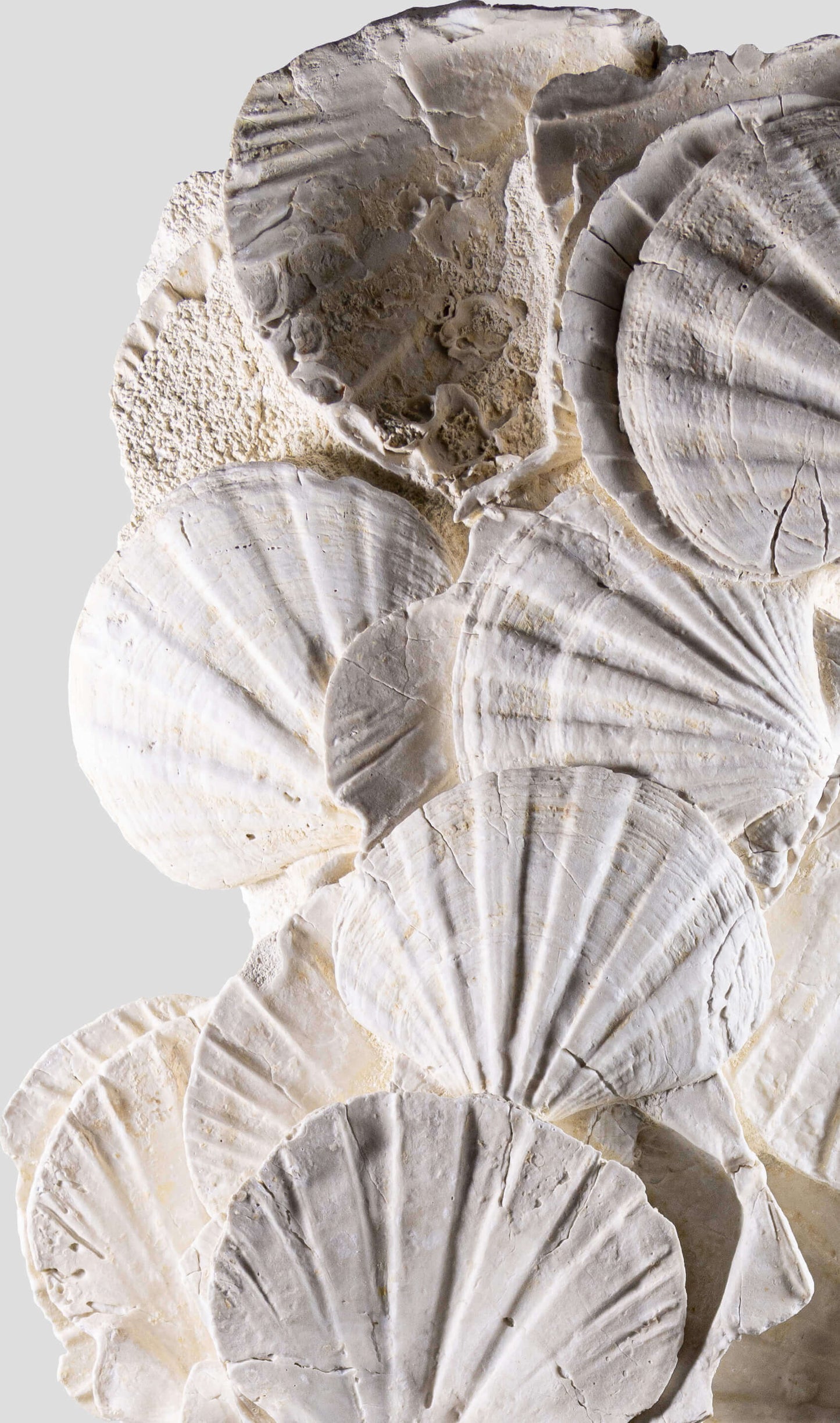 Lattissima Pecten Shell Slab جدار ميزة 700 مم [نادر]