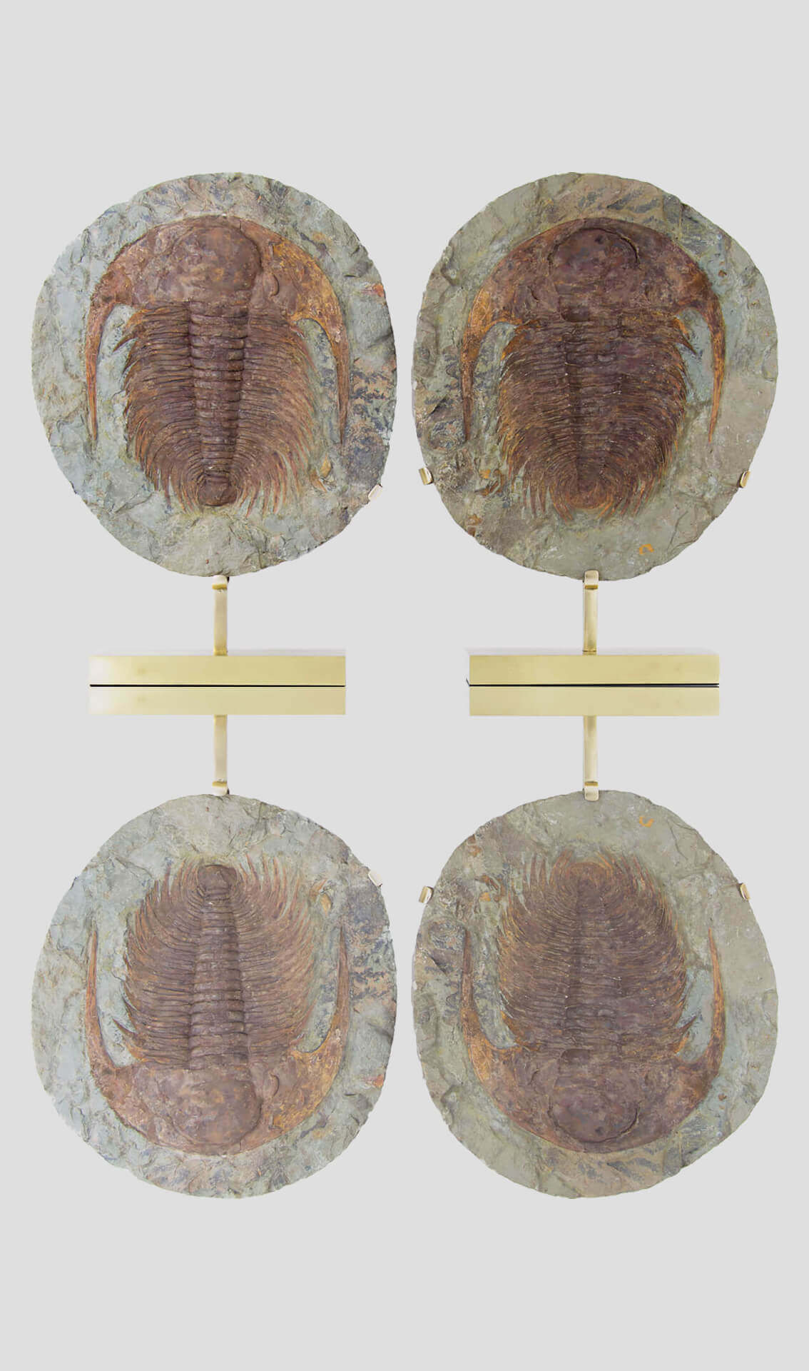Fossil Cambropallas Tellesto Trilobite PR 460mm