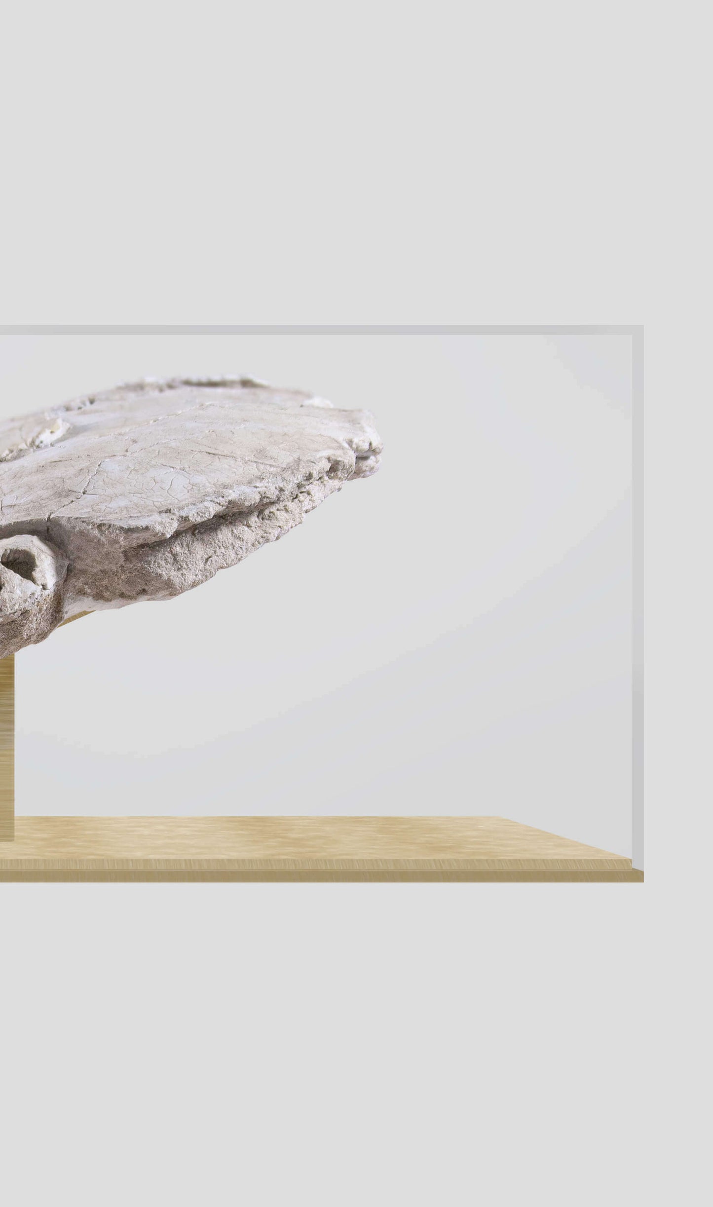 Bothremydidae turtle carapace displayed on a glass case with wooden base, showcasing its prehistoric features.