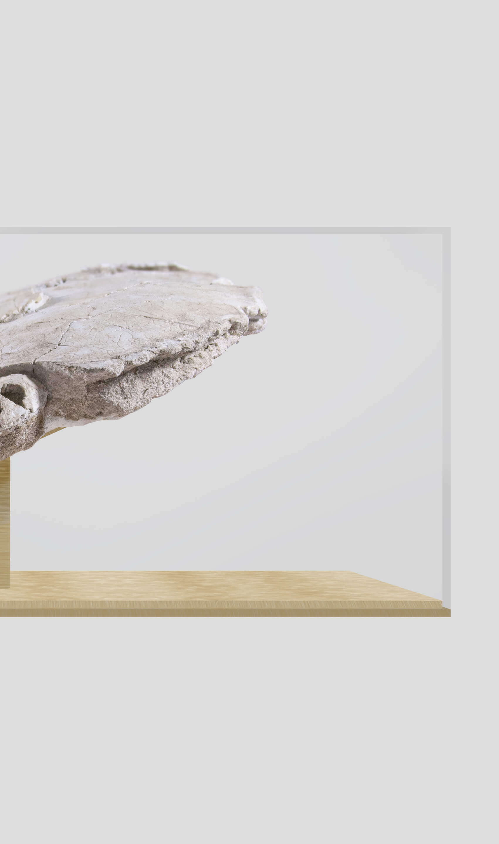 Bothremydidae turtle carapace displayed on a glass case with wooden base, showcasing its prehistoric features.