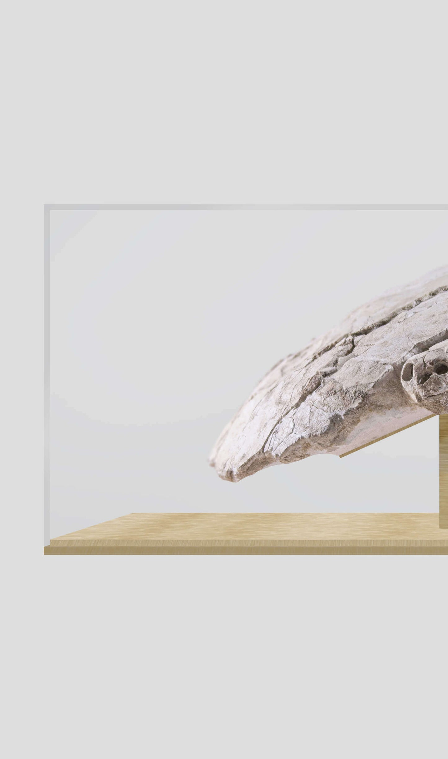 Bothremydidae Maghrebiana turtle skull displayed in a glass case on a wooden base, highlighting its unique features.