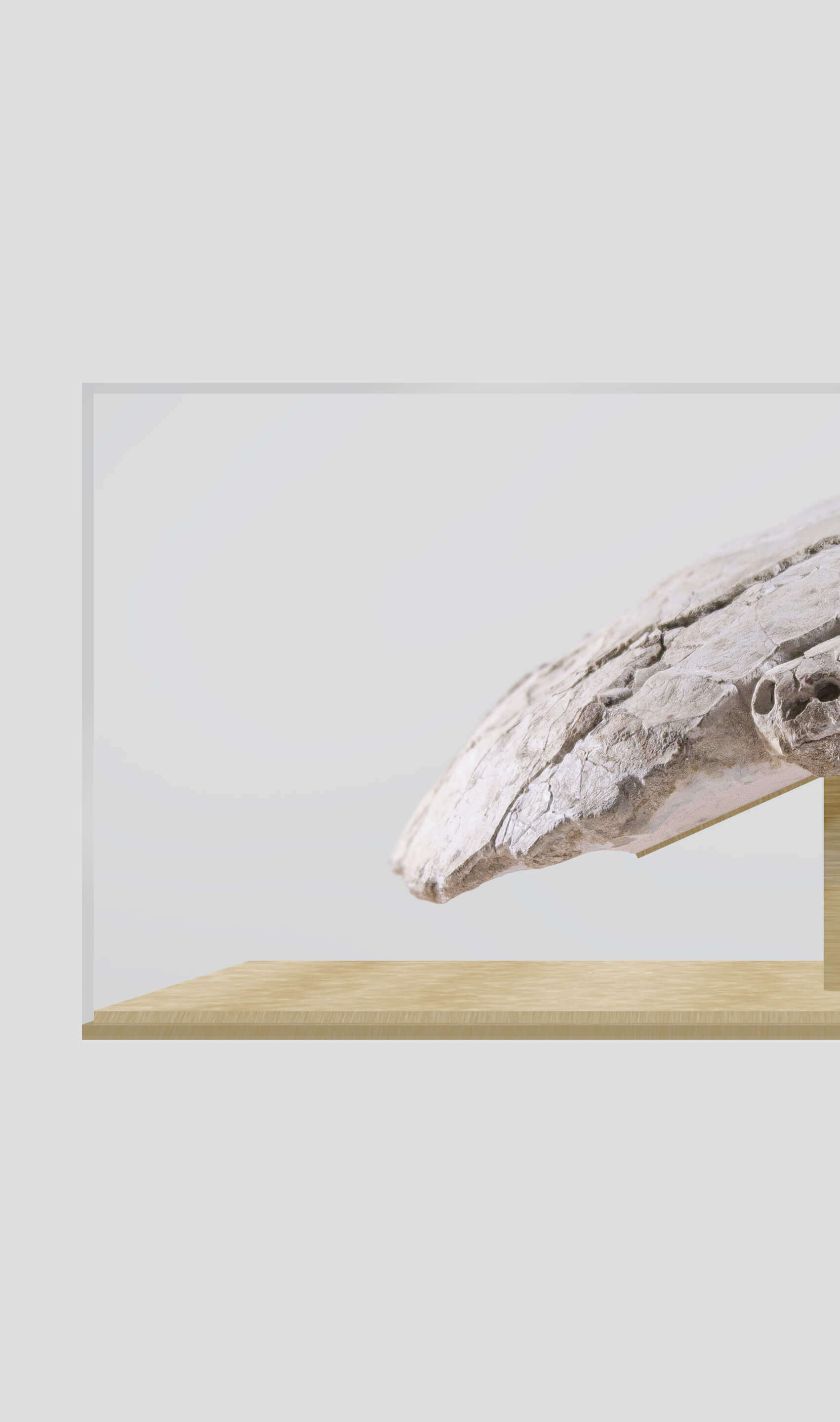 Bothremydidae Maghrebiana turtle skull displayed in a glass case on a wooden base, highlighting its unique features.