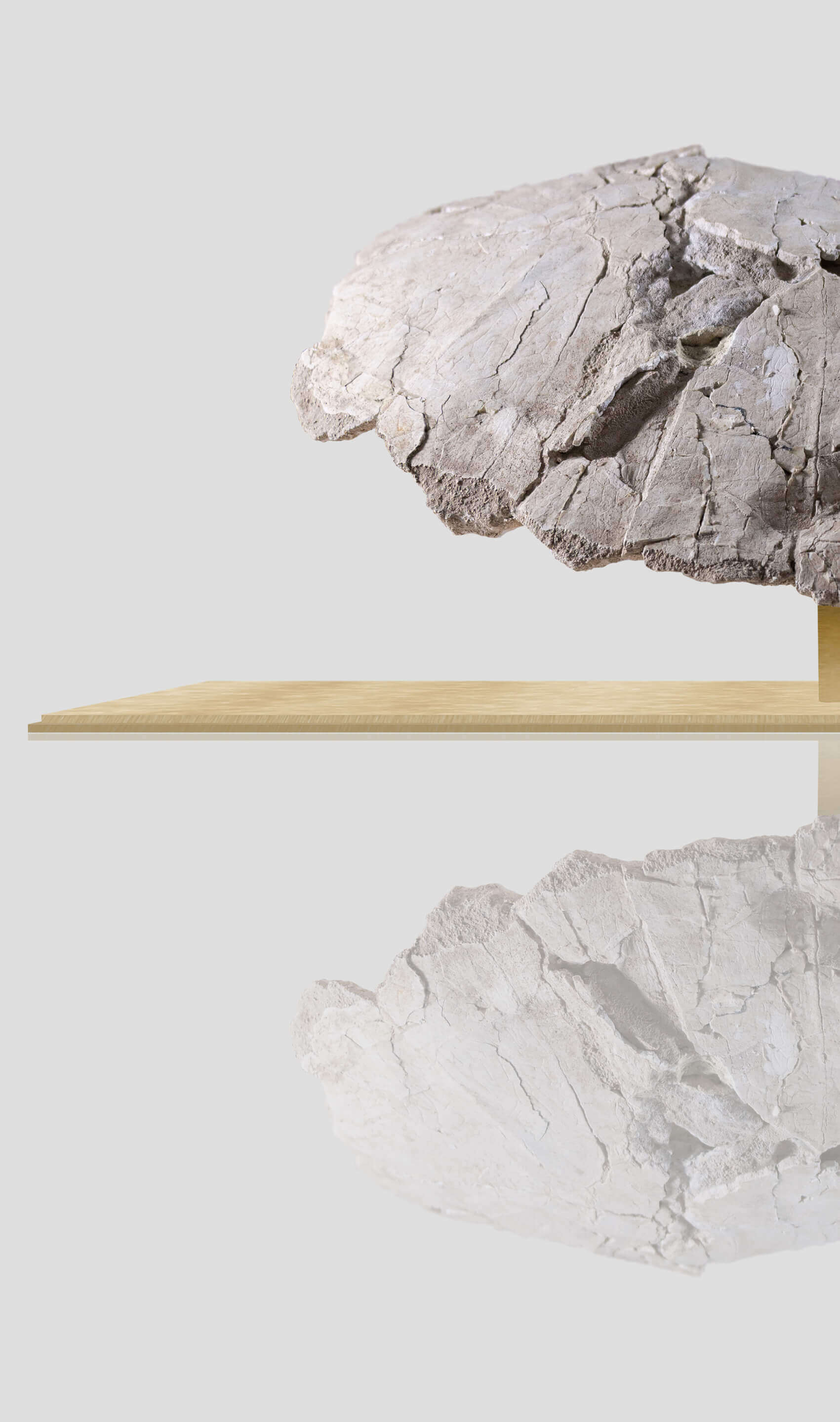 Unique fossil display featuring a textured rock on a wooden base, reflecting on a shiny surface.