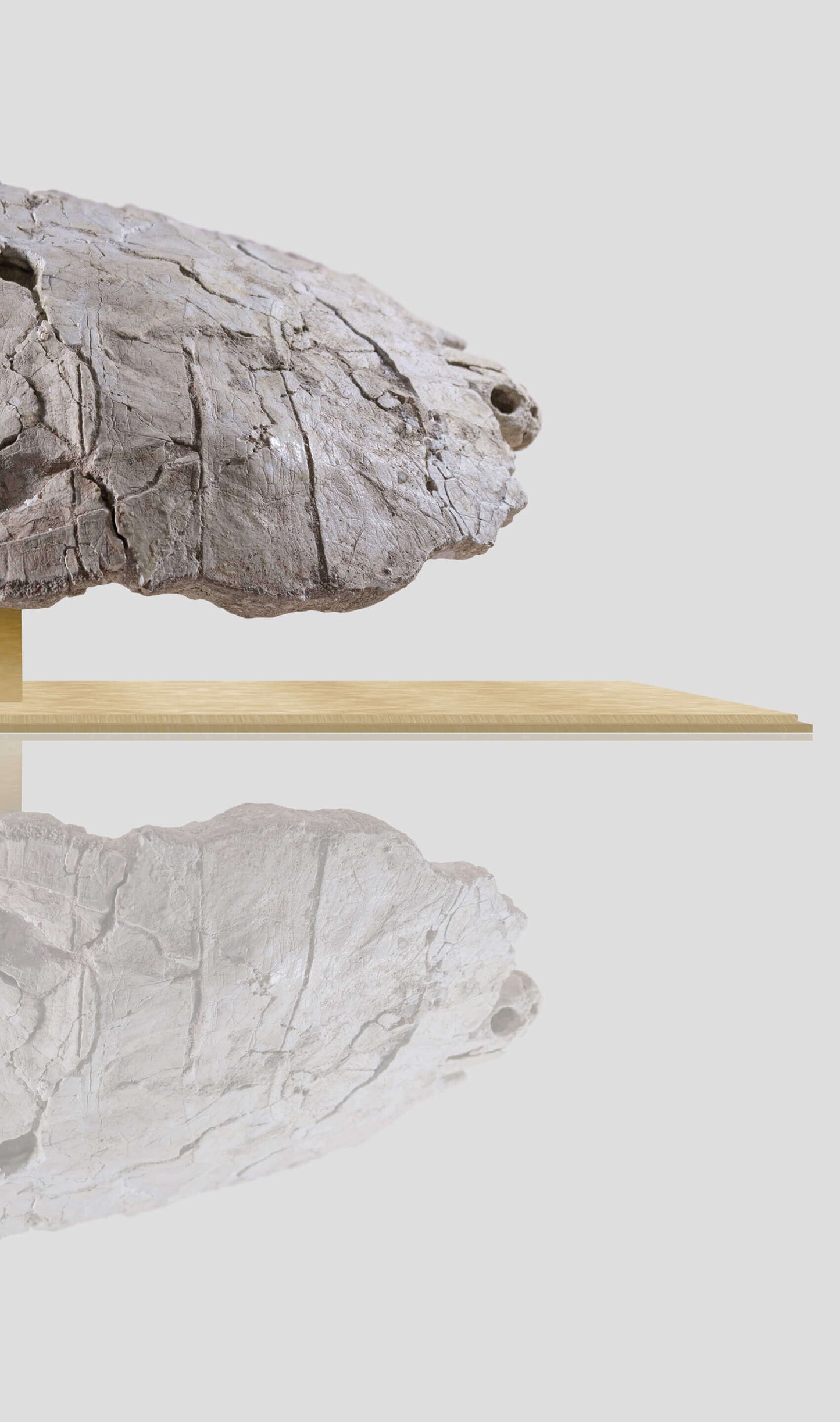 Rare Bothremydidae turtle skull displayed on wooden base, reflecting the unique texture of the fossil in a modern setting.
