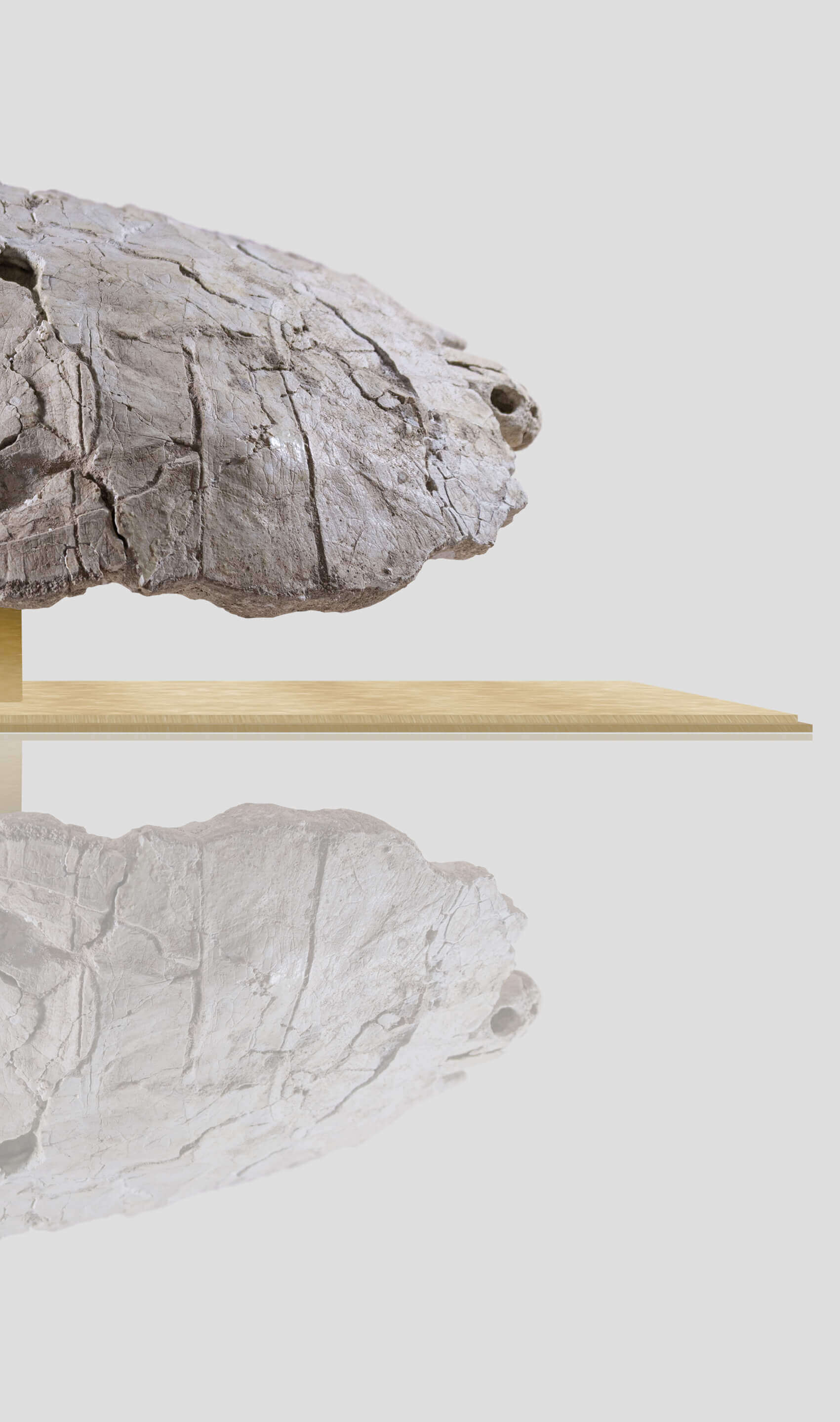 Rare Bothremydidae turtle skull displayed on wooden base, reflecting the unique texture of the fossil in a modern setting.