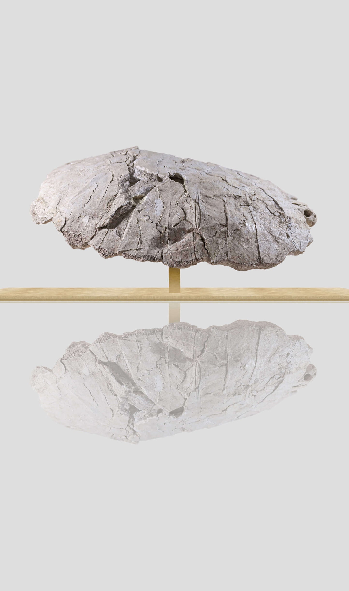 Prehistoric Bothremydidae turtle carapace shell displayed on stand with reflection, showcasing unique fossil features.