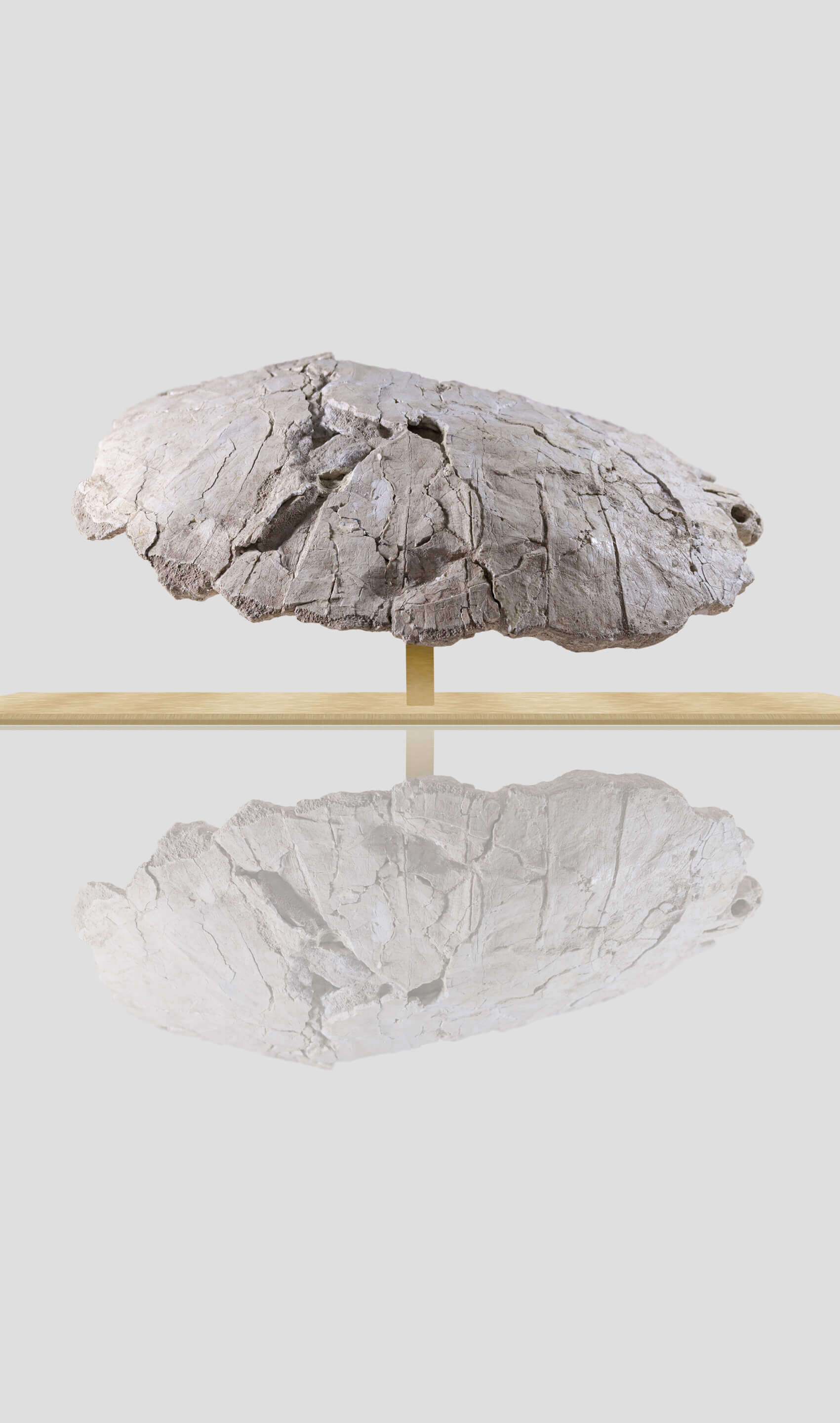 Prehistoric Bothremydidae turtle carapace shell displayed on stand with reflection, showcasing unique fossil features.