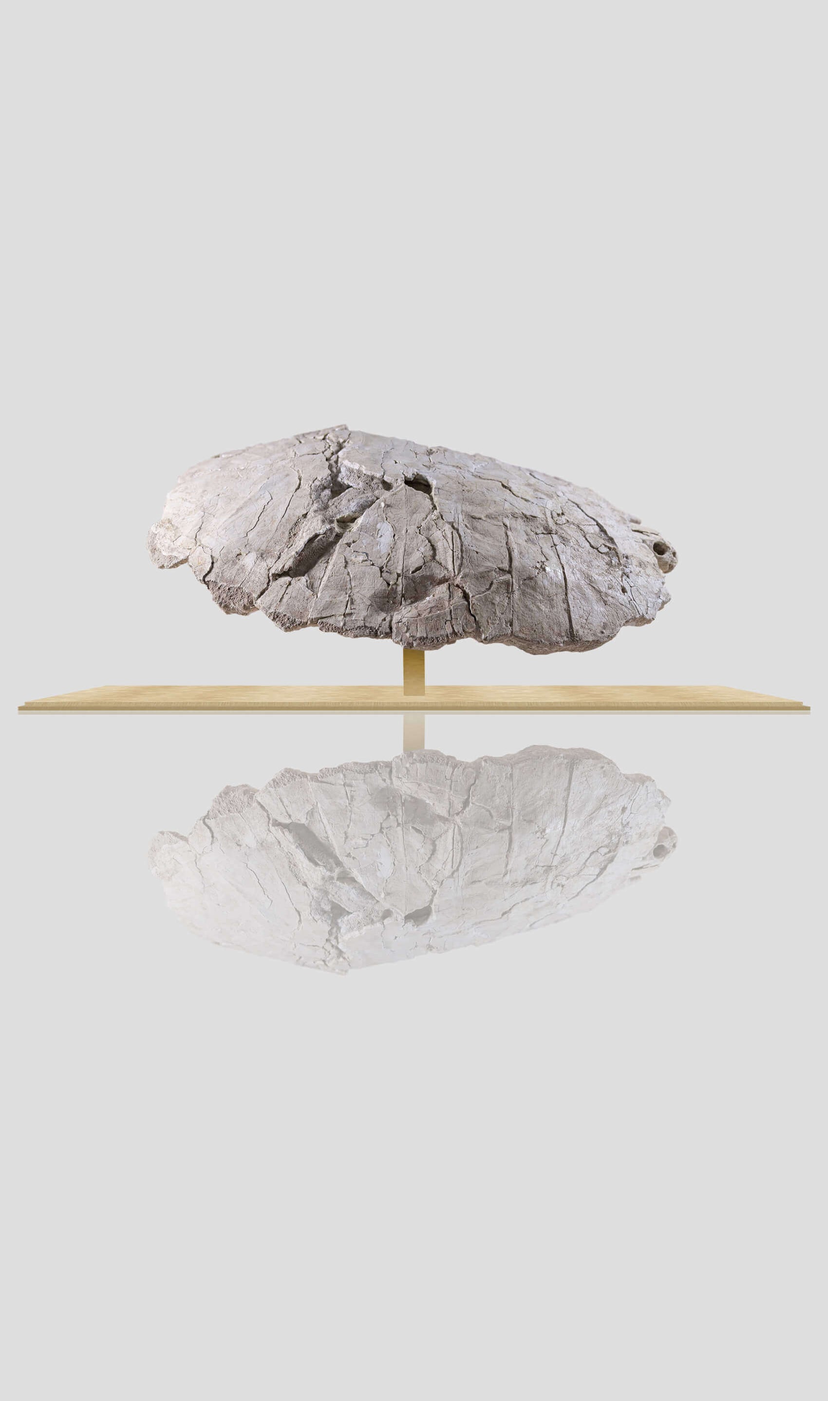 Rare Bothremydidae turtle carapace displayed in a gold aluminum case, reflecting on a white surface.