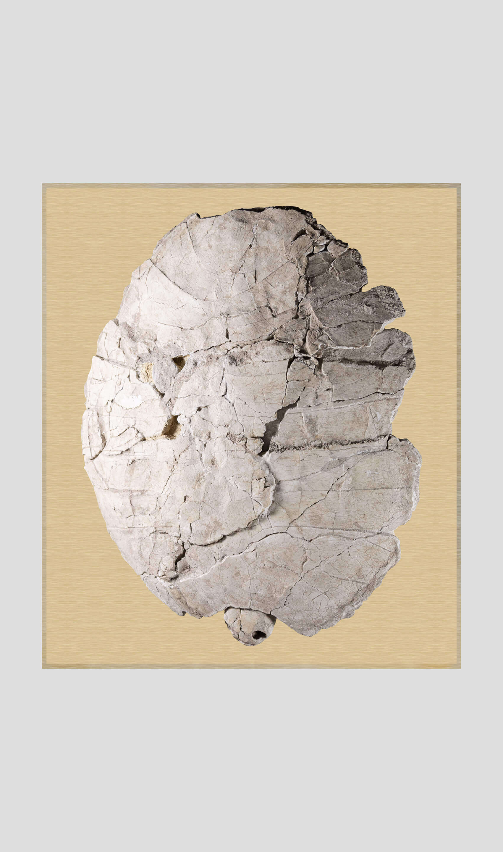 Rare Bothremydidae turtle carapace displayed in a gold aluminium case, showcasing prehistoric fossil details.