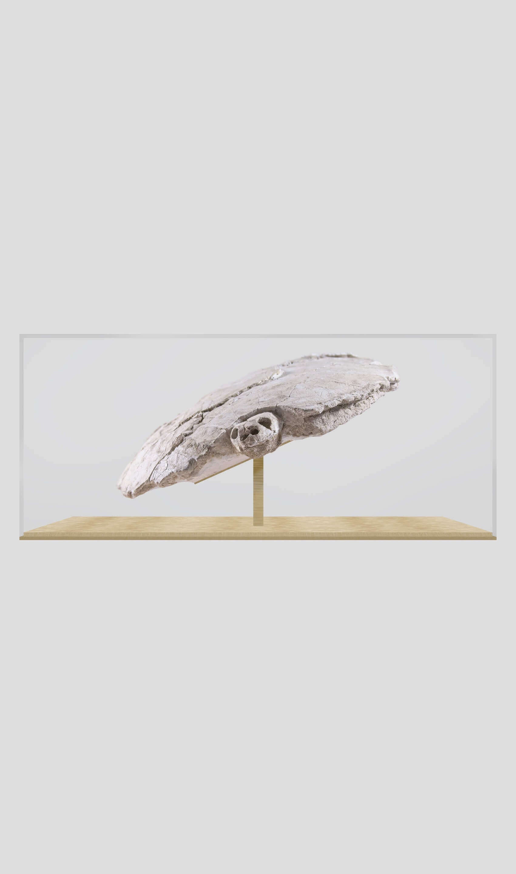 Rare Bothremydidae turtle skull and carapace display in glass case, showcasing prehistoric fossil features.
