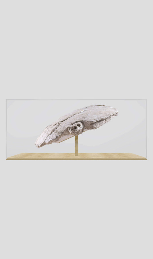 Rare Bothremydidae turtle skull and carapace display in glass case, showcasing prehistoric fossil features.