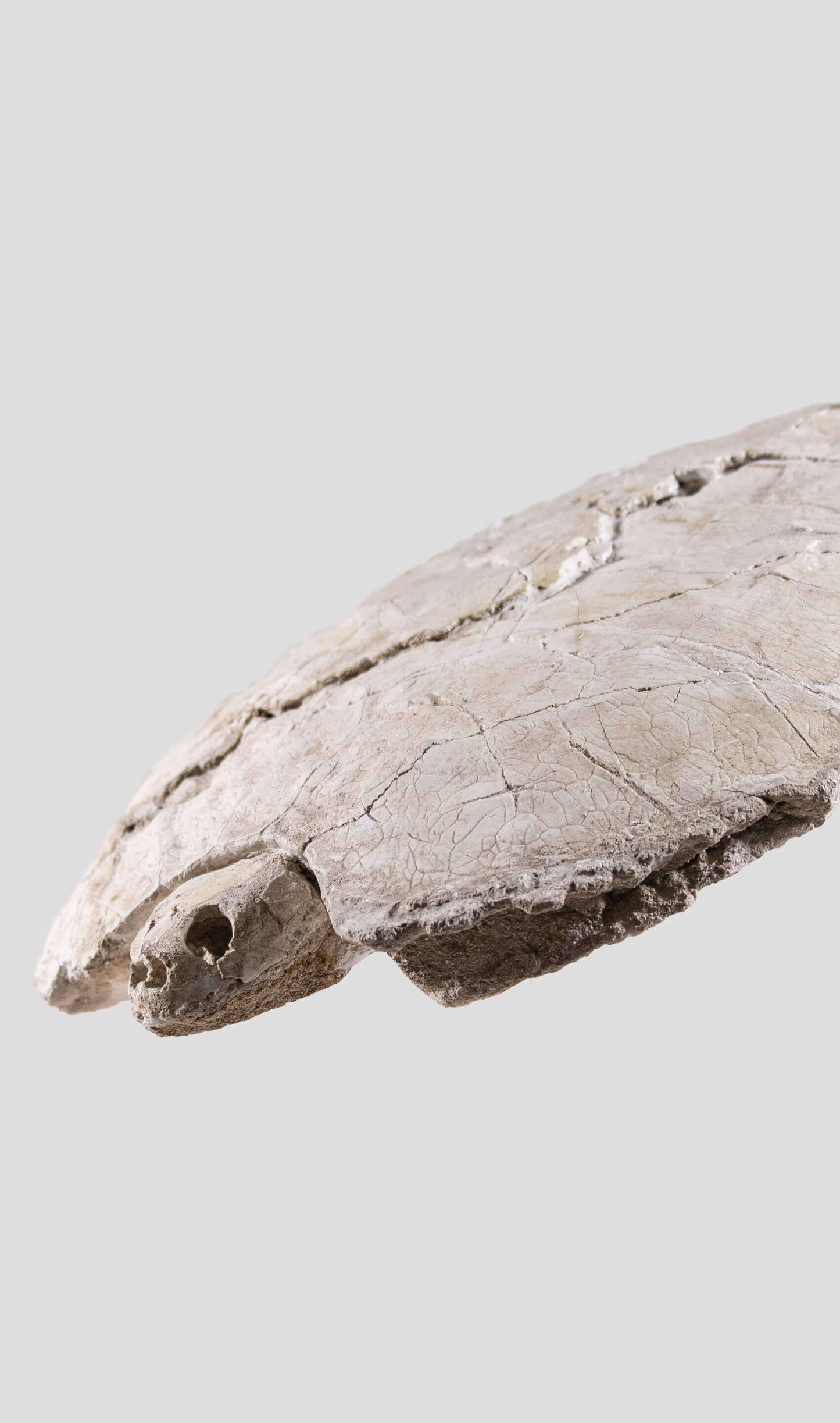 Bothremydidae turtle skull and carapace in a side profile view, showcasing the unique features and textures.