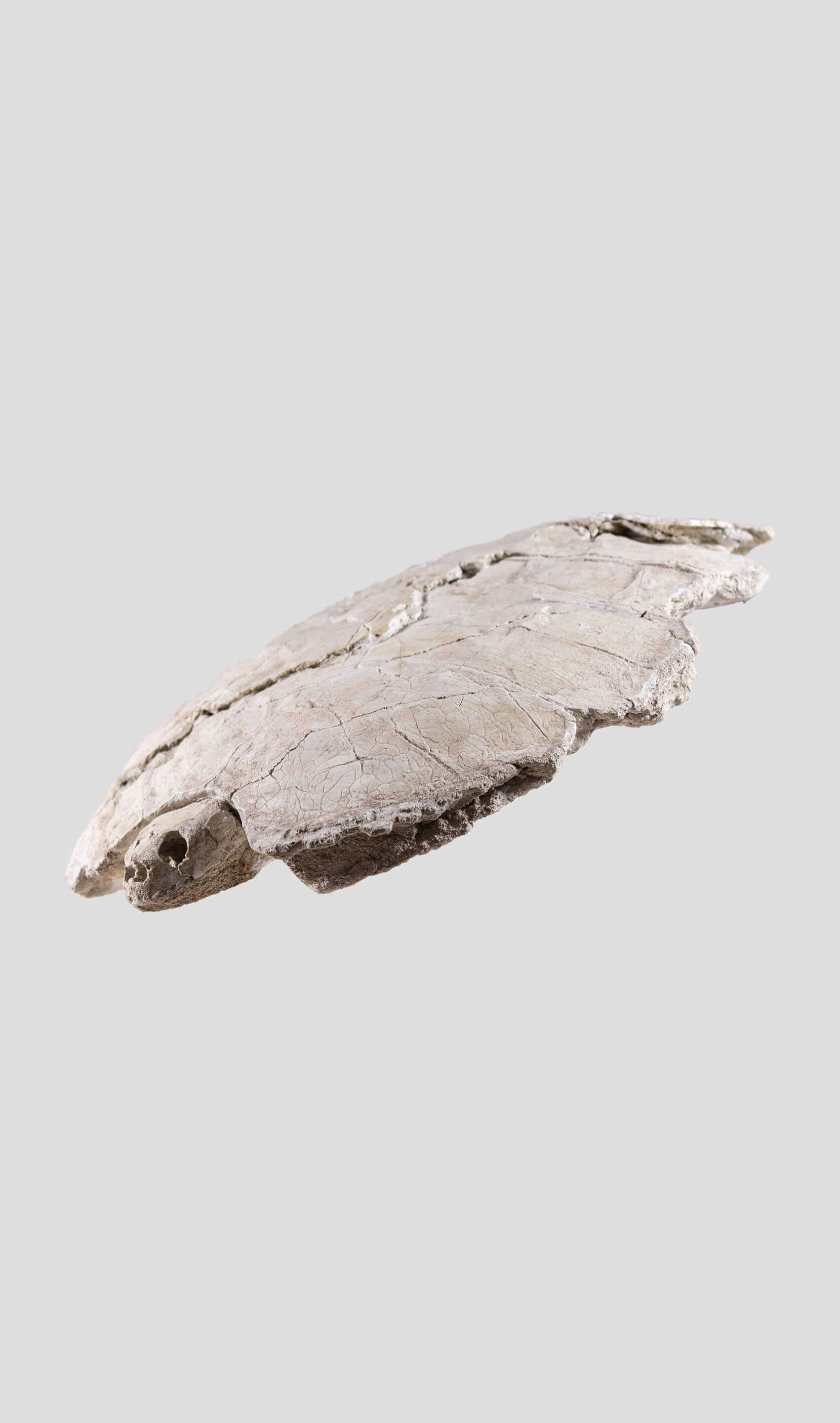 Bothremydidae turtle carapace shell on display, ultra-rare fossil with distinctive features, 44 cm long.