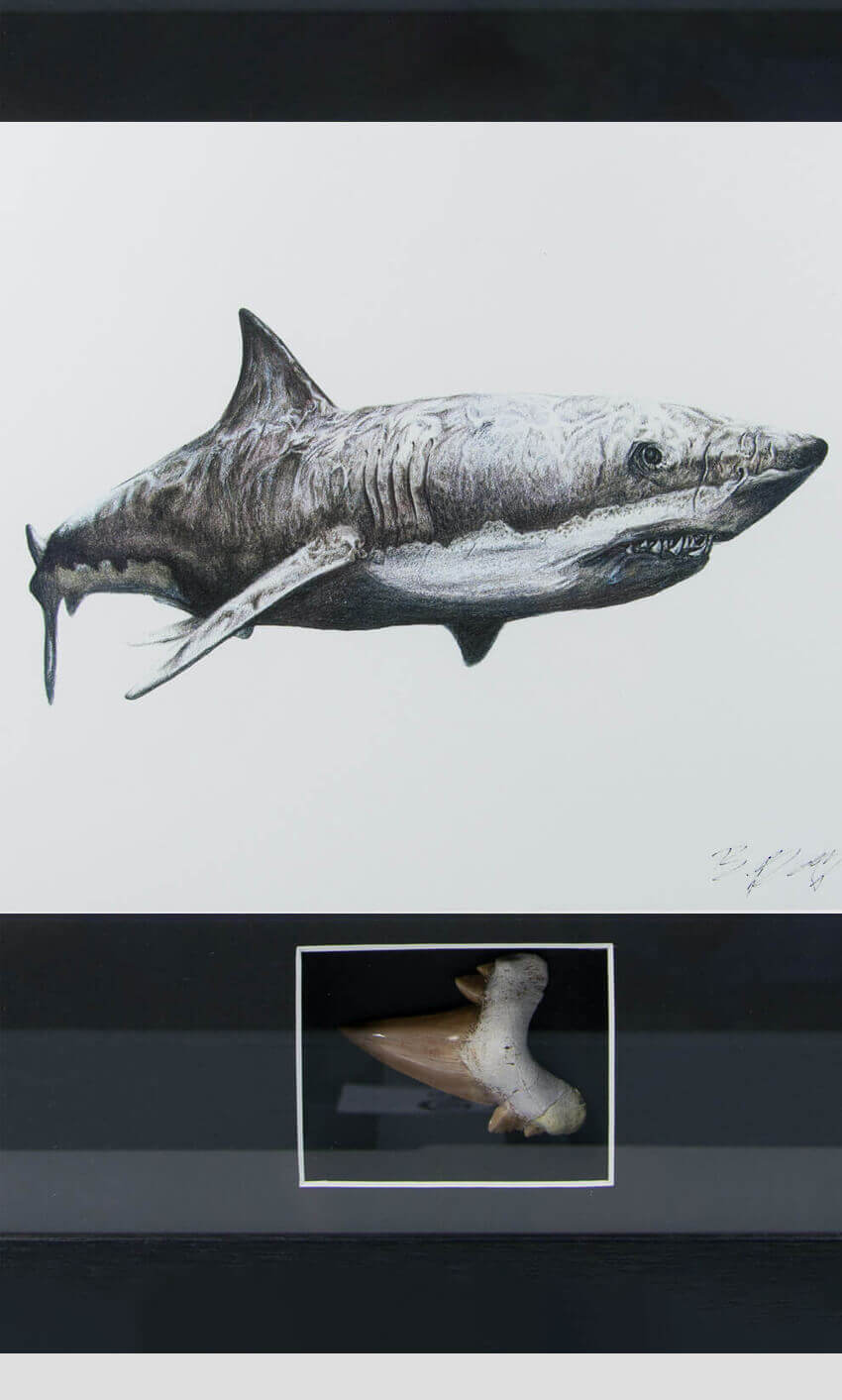 Framed Otodus FOSSIL Shark Tooth