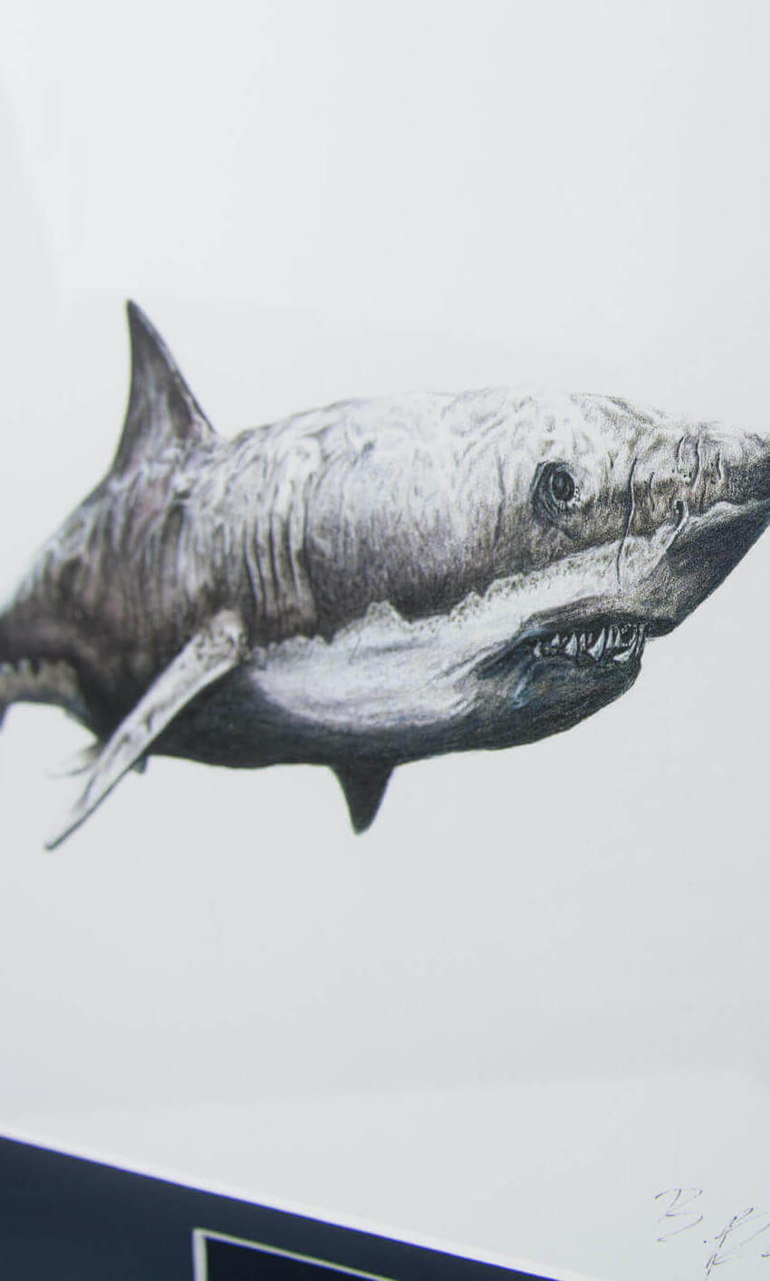 Framed Otodus FOSSIL Shark Tooth