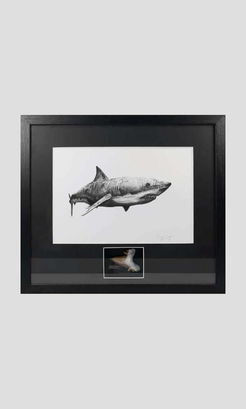 Otoduc obliquus shark tooth for sale in a black frame