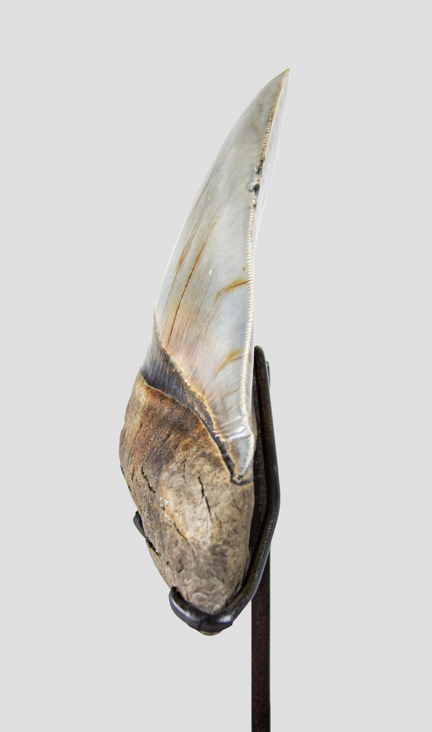 化石巨齿鲨 Carcharodon 牙齿 5.11"