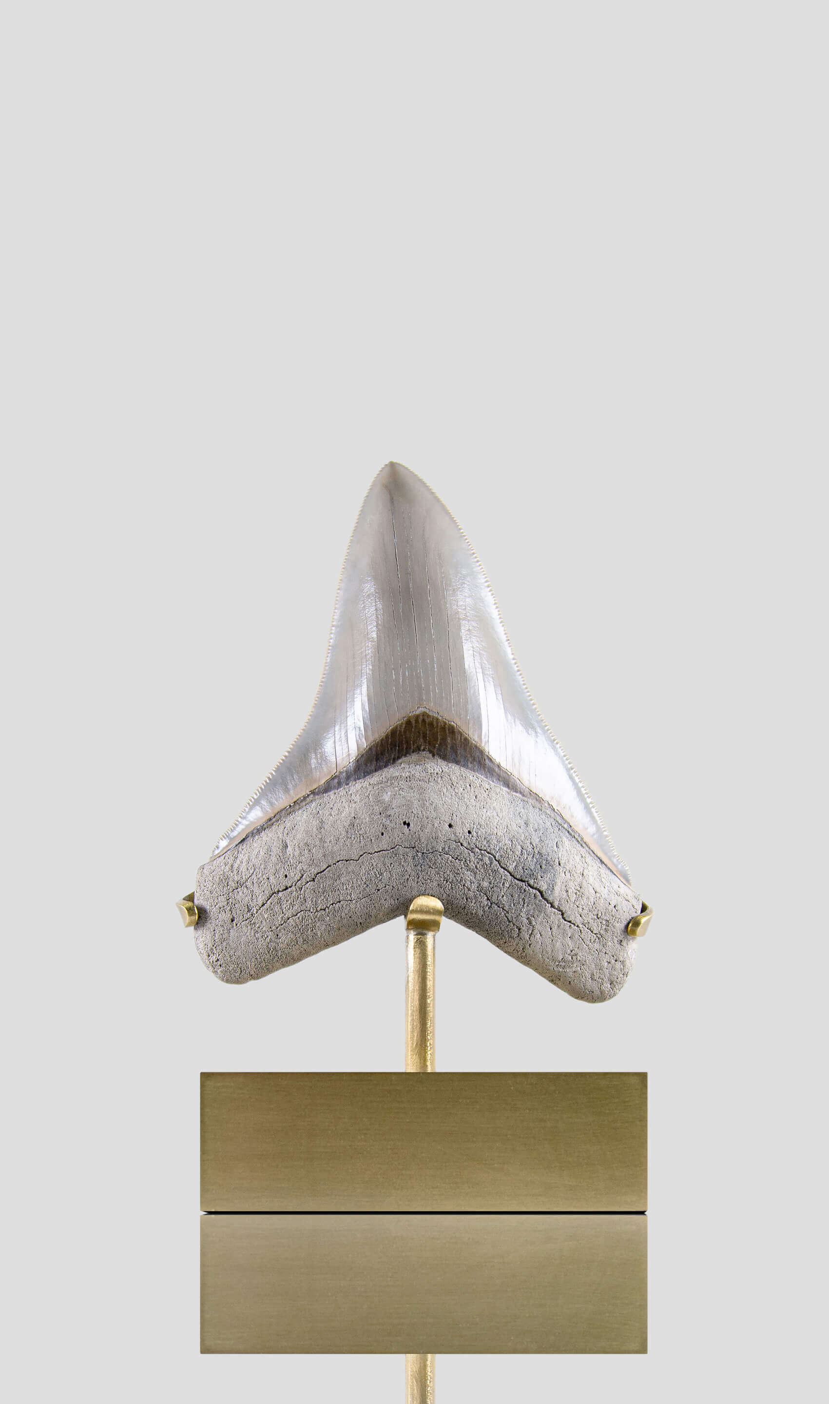 Fossil Megalodon Carcharodon Tooth 4.4"
