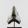 A grade Megalodon tooth displaying wonderful serrations on a bronze stand and free international shipping