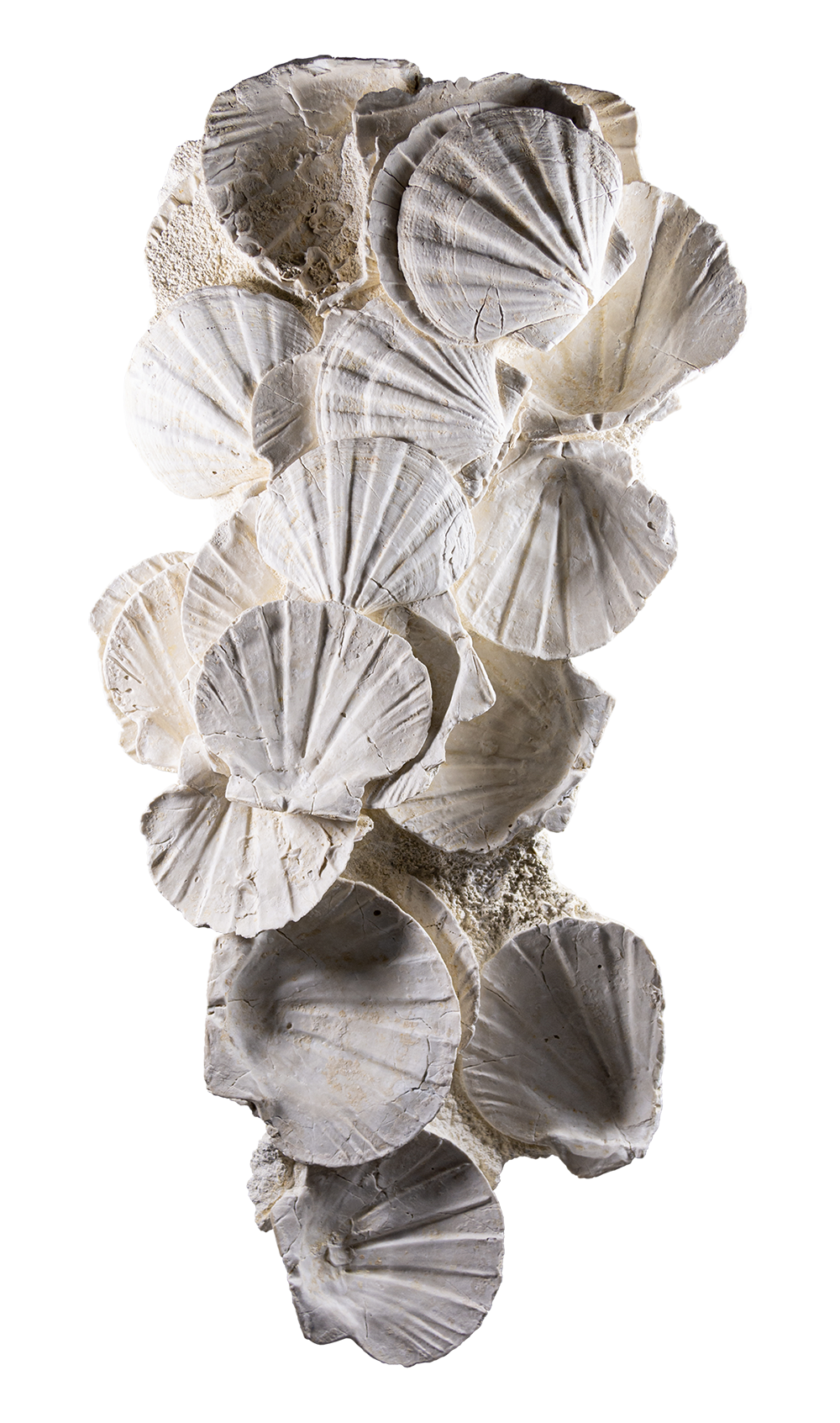 an authentic white fossil two foot pecten shell slab