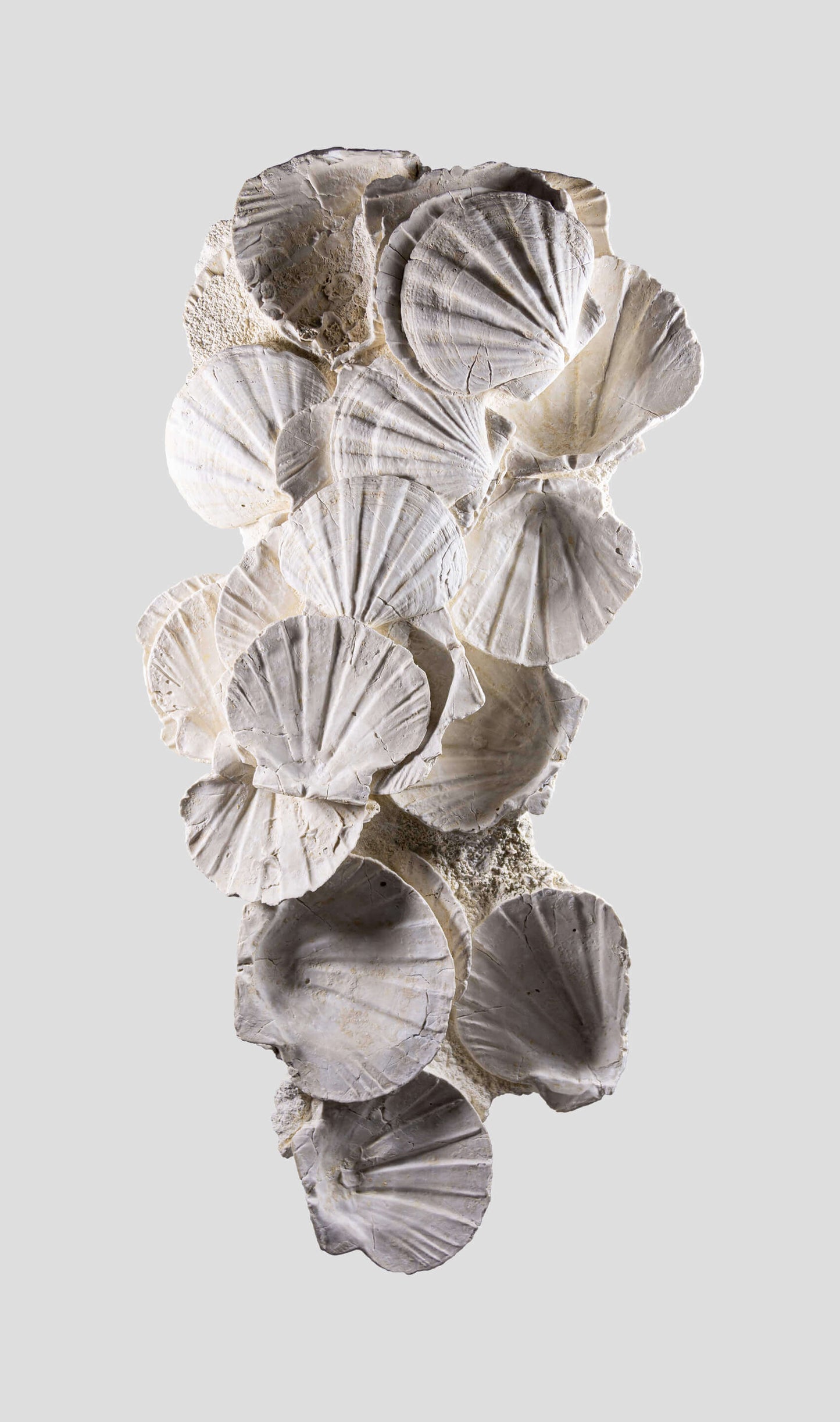 Lattissima Pecten Shell Slab جدار ميزة 700 مم [نادر]
