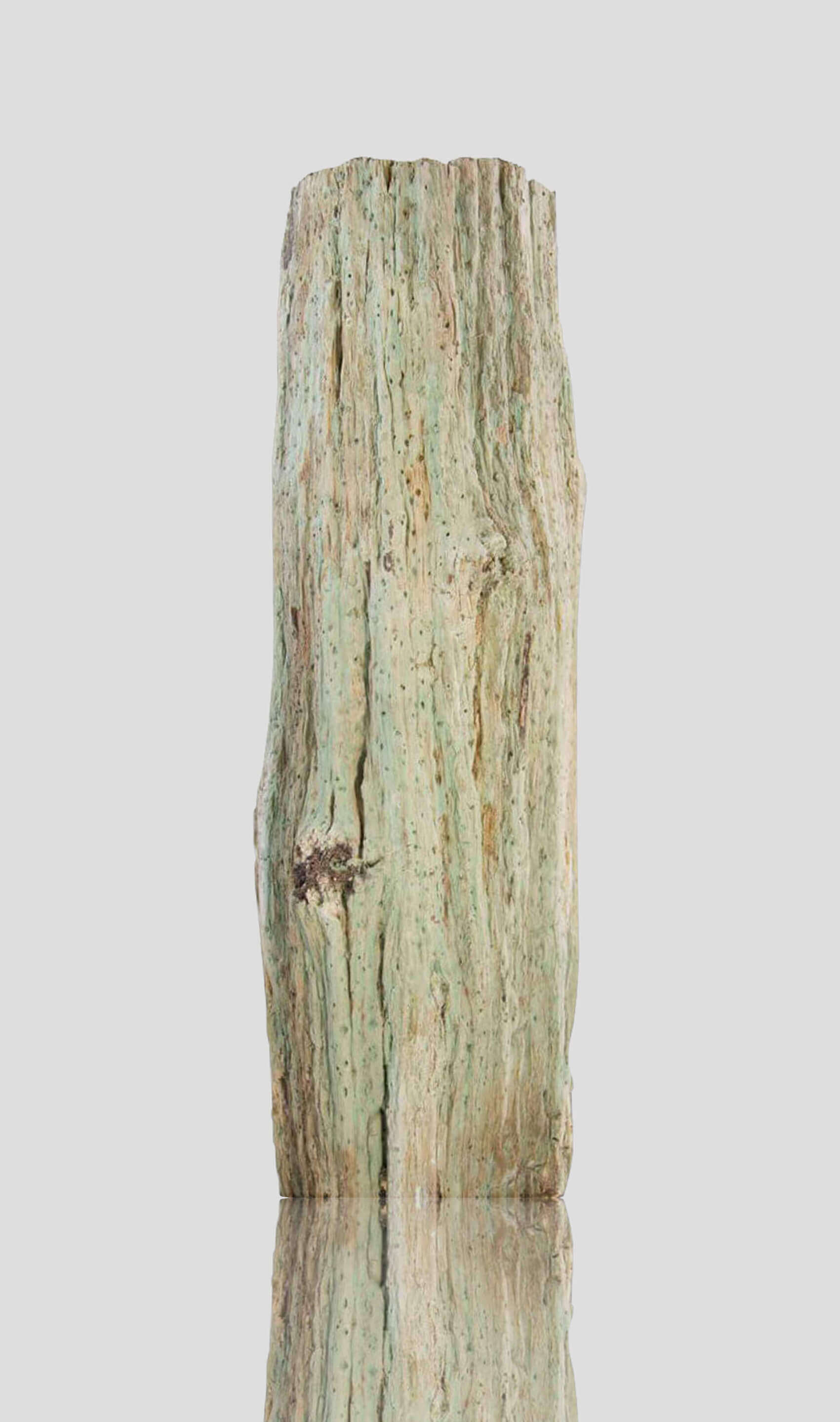 petrified tree trunk for sale of palm tree interior display 01