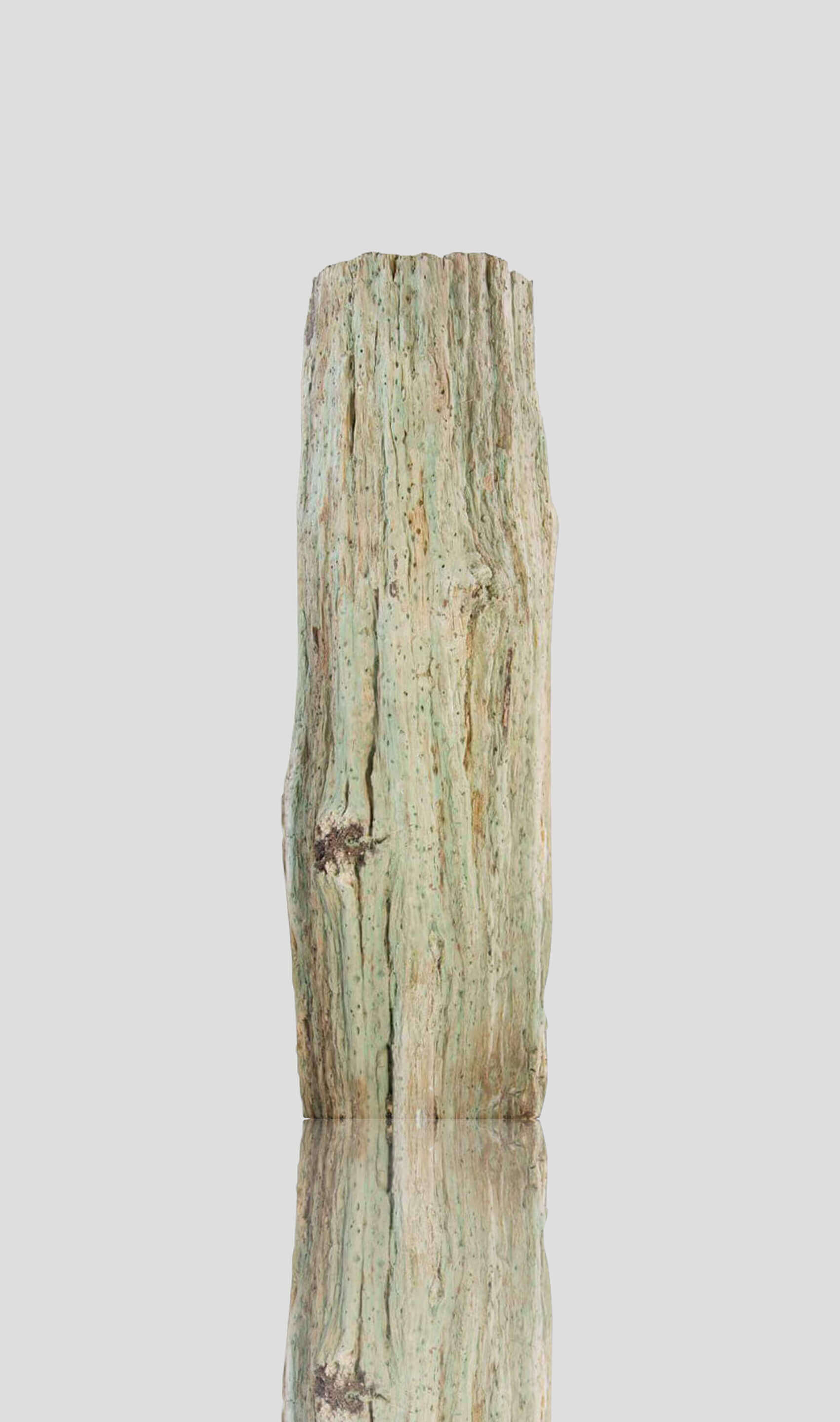 Petrified Araucaria Palm Trunk